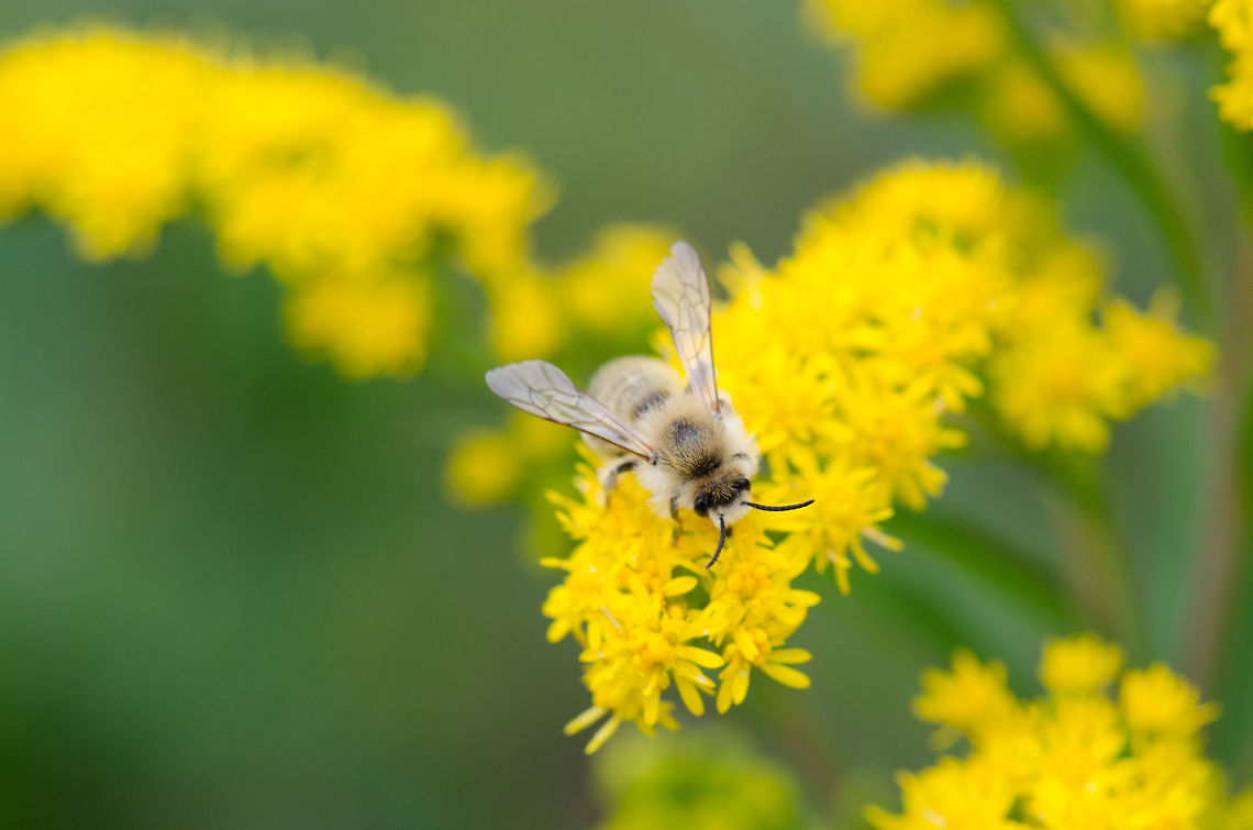 Bombus veteranus at Veluwe This is the only grey-haired bumble bee in the Netherlands where I could match it with:<br />
<a href="http://www.zoekkaartwildebijen.nl/Bombus/B.veteranus/Bijen.htm" rel="nofollow">http://www.zoekkaartwildebijen.nl/Bombus/B.veteranus/Bijen.htm</a> Bombus veteranus,Harderwijk,Macro,Netherlands,Veluwe