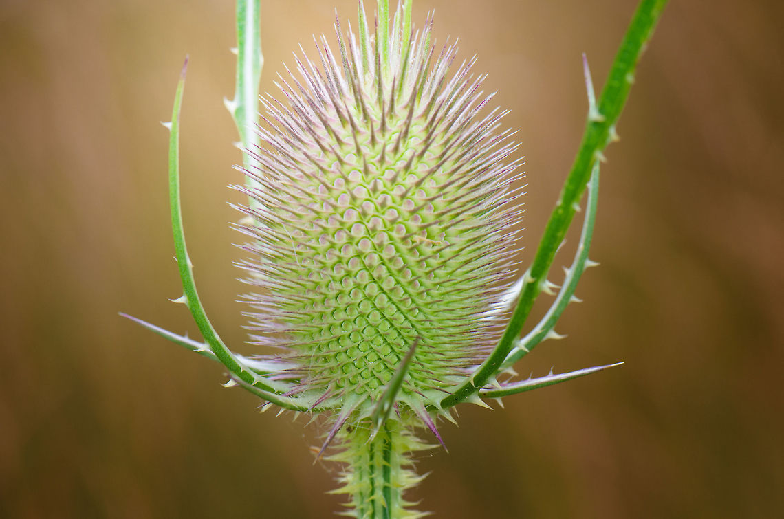 Fullers Teasel macro  Dipsacus fullonum,Fullers Teasel,Harderwijk,Macro,Netherlands,Veluwe