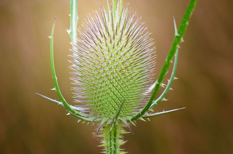 Fullers Teasel macro  Dipsacus fullonum,Fullers Teasel,Harderwijk,Macro,Netherlands,Veluwe