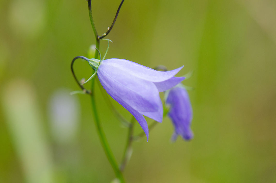 Harebell (Campanula rotundifolia) macro In the Netherlands, this is a protected plant, which means you should not mess with it. Campanula rotundifolia,Harderwijk,Harebell,Macro,Netherlands,Veluwe
