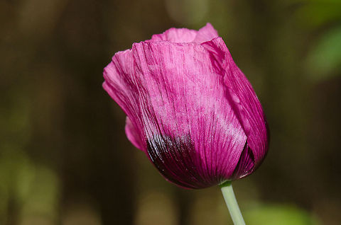 Purple Poppy sideview Found at the Veluwe, the Netherlands. Harderwijk,Macro,Netherlands,Papaver somniferum,Veluwe