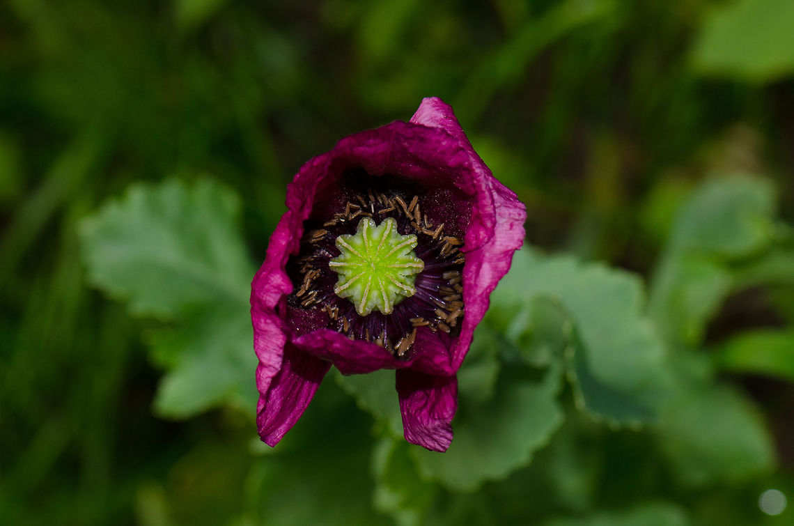 Purple Poppy top view Found at the Veluwe, the Netherlands. Harderwijk,Macro,Netherlands,Papaver somniferum,Veluwe
