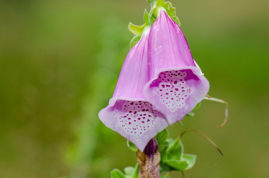 Common Foxglove closeup at the Veluwe Don&#039;t be fooled by the beauty of this plant, it is extremely toxic. Common Foxglove,Digitalis purpurea,Harderwijk,Macro,Netherlands,Veluwe