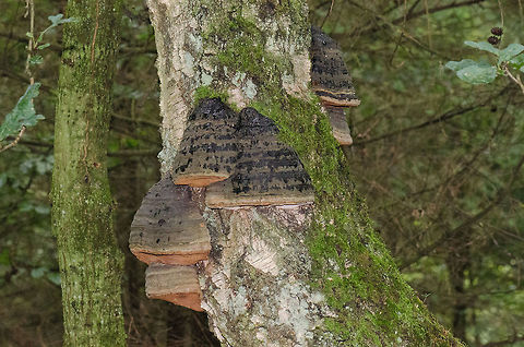 Huge Fomes fomentarius at Veluwe Not 100% sure about identification. We were quite stunned by this discovery, the size of this fungus is quite impressive. And its structure is very solid, knocking on it gives the impression of hard wood or even stone. Fomes fomentarius,Harderwijk,Macro,Netherlands,Veluwe
