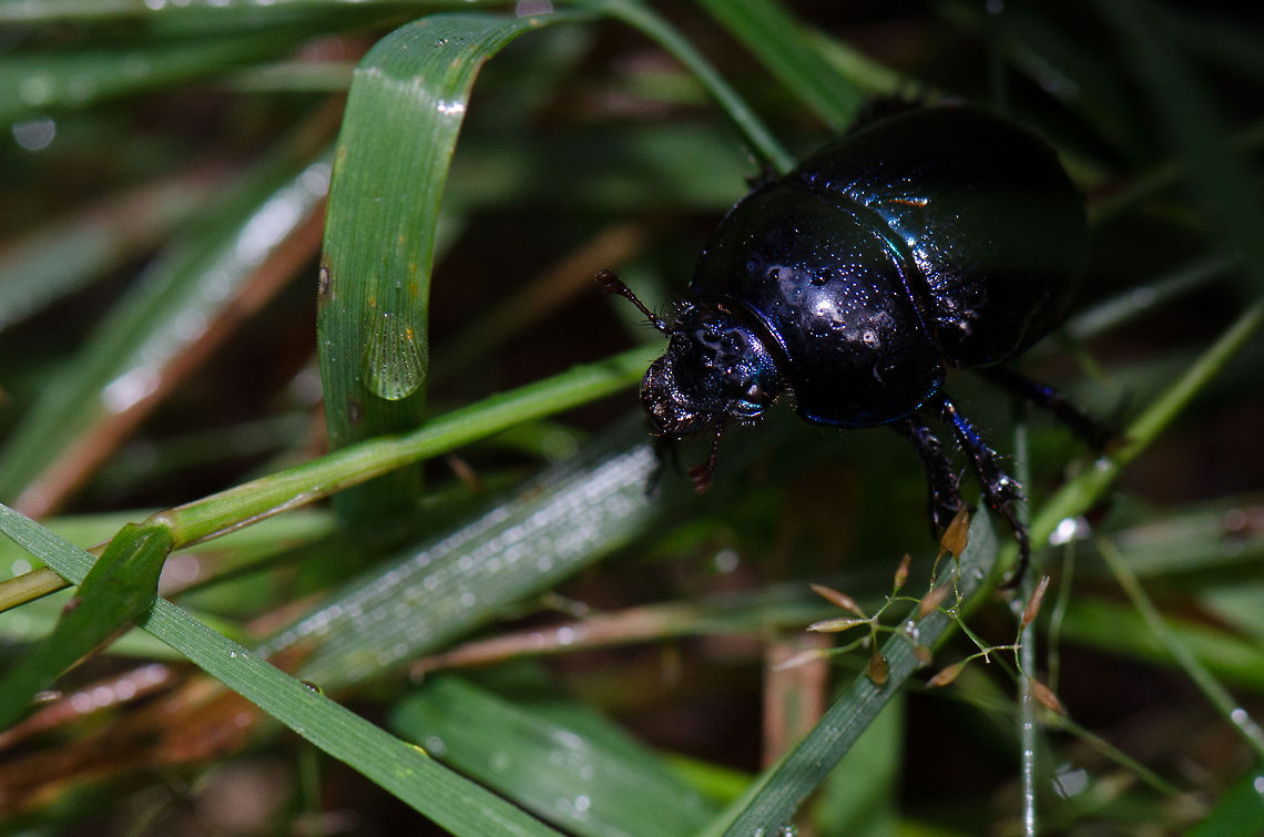 Anoplotrupes stercorosus macro  Anoplotrupes stercorosus,Harderwijk,Macro,Netherlands,Veluwe