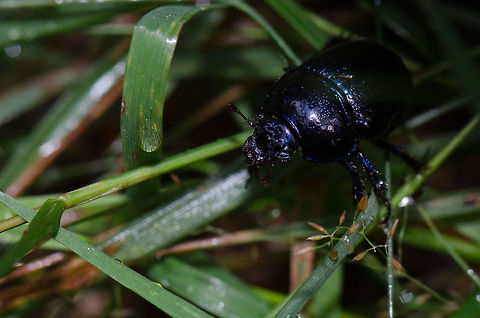 Anoplotrupes stercorosus macro  Anoplotrupes stercorosus,Harderwijk,Macro,Netherlands,Veluwe