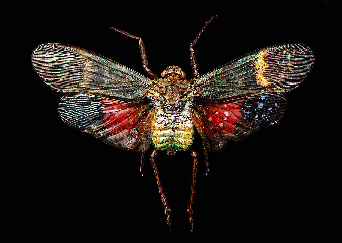 Penthicodes farinosa aeruginea, Heesch, Netherlands This is a purchased specimen. I wasn&#039;t in the market for any specimens (never bought one before), yet the shop where I was buying some entomology needles had a small selection of cheap specimens, so figured to try it out. This one already came dried and spread. <br />
<br />
In the wild, you&#039;re unlikely to see it like this. It will usually have its winged closed at rest, and its eyes would be much more vivid compared to this dead specimen. <br />
<br />
This is a lateral 1:1 macro shot. Higher magnification shots:<br />
<figure class="photo"><a href="https://www.jungledragon.com/image/105845/penthicodes_farinosa_head_heesch_netherlands.html" title="Penthicodes farinosa head, Heesch, Netherlands"><img src="https://s3.amazonaws.com/media.jungledragon.com/images/2/105845_thumb.jpg?AWSAccessKeyId=05GMT0V3GWVNE7GGM1R2&Expires=1759968010&Signature=V0z0oNzkqfjD5JOOK%2BEsEFFisdY%3D" width="200" height="134" alt="Penthicodes farinosa head, Heesch, Netherlands Extreme macro (3.5:1) of the head of this lanternfly. This would be an example of dried specimens being unattractive for extreme macro. In particular the eyes of insects very quickly degrade when dead.<br />
https://www.jungledragon.com/image/105846/penthicodes_farinosa_eye_heesch_netherlands.html<br />
https://www.jungledragon.com/image/105766/penthicodes_farinosa_aeruginea_heesch_netherlands.html<br />
https://www.jungledragon.com/image/105847/penthicodes_farinosa_wing_closeup_heesch_netherlands.html<br />
https://www.jungledragon.com/image/105848/penthicodes_farinosa_double_wing_closeup_heesch_netherlands.html<br />
https://www.jungledragon.com/image/105849/penthicodes_farinosa_thorax_heesch_netherlands.html Europe,Extreme Macro,Heesch,Netherlands,Penthicodes farinosa,World" /></a></figure><br />
<figure class="photo"><a href="https://www.jungledragon.com/image/105846/penthicodes_farinosa_eye_heesch_netherlands.html" title="Penthicodes farinosa eye, Heesch, Netherlands"><img src="https://s3.amazonaws.com/media.jungledragon.com/images/2/105846_thumb.jpg?AWSAccessKeyId=05GMT0V3GWVNE7GGM1R2&Expires=1759968010&Signature=qvJyyk%2BhU5ASA7iG0TatNeCHV0w%3D" width="200" height="188" alt="Penthicodes farinosa eye, Heesch, Netherlands Extreme macro (5:1) of the eye of this lanternfly. This would be an example of dried specimens being unattractive for extreme macro. In particular the eyes of insects very quickly degrade when dead.<br />
https://www.jungledragon.com/image/105845/penthicodes_farinosa_head_heesch_netherlands.html<br />
https://www.jungledragon.com/image/105766/penthicodes_farinosa_aeruginea_heesch_netherlands.html<br />
https://www.jungledragon.com/image/105847/penthicodes_farinosa_wing_closeup_heesch_netherlands.html<br />
https://www.jungledragon.com/image/105848/penthicodes_farinosa_double_wing_closeup_heesch_netherlands.html<br />
https://www.jungledragon.com/image/105849/penthicodes_farinosa_thorax_heesch_netherlands.html Europe,Extreme Macro,Heesch,Netherlands,Penthicodes farinosa,World" /></a></figure><br />
<figure class="photo"><a href="https://www.jungledragon.com/image/105847/penthicodes_farinosa_wing_closeup_heesch_netherlands.html" title="Penthicodes farinosa wing closeup, Heesch, Netherlands"><img src="https://s3.amazonaws.com/media.jungledragon.com/images/2/105847_thumb.jpg?AWSAccessKeyId=05GMT0V3GWVNE7GGM1R2&Expires=1759968010&Signature=mWQBZblEFp5DBtGd0XITbCzuy04%3D" width="200" height="134" alt="Penthicodes farinosa wing closeup, Heesch, Netherlands Spiderman patterns as part of the wing section of this Penthicodes farinosa.<br />
https://www.jungledragon.com/image/105766/penthicodes_farinosa_aeruginea_heesch_netherlands.html<br />
https://www.jungledragon.com/image/105845/penthicodes_farinosa_head_heesch_netherlands.html<br />
https://www.jungledragon.com/image/105846/penthicodes_farinosa_eye_heesch_netherlands.html<br />
https://www.jungledragon.com/image/105848/penthicodes_farinosa_double_wing_closeup_heesch_netherlands.html<br />
https://www.jungledragon.com/image/105849/penthicodes_farinosa_thorax_heesch_netherlands.html Europe,Extreme Macro,Heesch,Netherlands,Penthicodes farinosa,World" /></a></figure><br />
<figure class="photo"><a href="https://www.jungledragon.com/image/105848/penthicodes_farinosa_double_wing_closeup_heesch_netherlands.html" title="Penthicodes farinosa double wing closeup, Heesch, Netherlands"><img src="https://s3.amazonaws.com/media.jungledragon.com/images/2/105848_thumb.jpg?AWSAccessKeyId=05GMT0V3GWVNE7GGM1R2&Expires=1759968010&Signature=w%2BDyymSRa7PhXE5Pb8dtCmFzf70%3D" width="200" height="134" alt="Penthicodes farinosa double wing closeup, Heesch, Netherlands Extreme closeup of both the forewings and back wings of a Penthicodes farinosa in a single shot. <br />
https://www.jungledragon.com/image/105766/penthicodes_farinosa_aeruginea_heesch_netherlands.html<br />
https://www.jungledragon.com/image/105845/penthicodes_farinosa_head_heesch_netherlands.html<br />
https://www.jungledragon.com/image/105846/penthicodes_farinosa_eye_heesch_netherlands.html<br />
https://www.jungledragon.com/image/105847/penthicodes_farinosa_wing_closeup_heesch_netherlands.html<br />
https://www.jungledragon.com/image/105849/penthicodes_farinosa_thorax_heesch_netherlands.html Europe,Extreme Macro,Heesch,Netherlands,Penthicodes farinosa,World" /></a></figure><br />
<figure class="photo"><a href="https://www.jungledragon.com/image/105849/penthicodes_farinosa_thorax_heesch_netherlands.html" title="Penthicodes farinosa thorax, Heesch, Netherlands"><img src="https://s3.amazonaws.com/media.jungledragon.com/images/2/105849_thumb.jpg?AWSAccessKeyId=05GMT0V3GWVNE7GGM1R2&Expires=1759968010&Signature=SyVgUH9B%2BPvYbcBZejZCe4e9gl4%3D" width="200" height="88" alt="Penthicodes farinosa thorax, Heesch, Netherlands Thorax, wing connections and more in this extreme macro of a Penthicodes farinosa.<br />
https://www.jungledragon.com/image/105766/penthicodes_farinosa_aeruginea_heesch_netherlands.html<br />
https://www.jungledragon.com/image/105845/penthicodes_farinosa_head_heesch_netherlands.html<br />
https://www.jungledragon.com/image/105846/penthicodes_farinosa_eye_heesch_netherlands.html<br />
https://www.jungledragon.com/image/105847/penthicodes_farinosa_wing_closeup_heesch_netherlands.html<br />
https://www.jungledragon.com/image/105848/penthicodes_farinosa_double_wing_closeup_heesch_netherlands.html Europe,Extreme Macro,Heesch,Netherlands,Penthicodes farinosa,World" /></a></figure><br />
 Europe,Heesch,Netherlands,Peleng Island lantern bug,Penthicodes farinosa,World