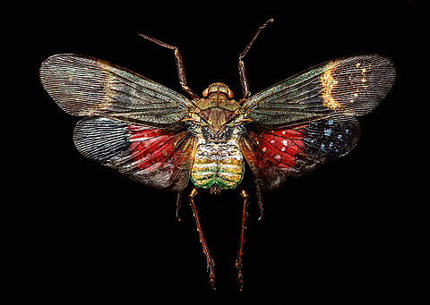 Penthicodes farinosa aeruginea, Heesch, Netherlands This is a purchased specimen. I wasn't in the market for any specimens (never bought one before), yet the shop where I was buying some entomology needles had a small selection of cheap specimens, so figured to try it out. This one already came dried and spread. 

In the wild, you're unlikely to see it like this. It will usually have its winged closed at rest, and its eyes would be much more vivid compared to this dead specimen. 

This is a lateral 1:1 macro shot. Higher magnification shots:
https://www.jungledragon.com/image/105845/penthicodes_farinosa_head_heesch_netherlands.html
https://www.jungledragon.com/image/105846/penthicodes_farinosa_eye_heesch_netherlands.html
https://www.jungledragon.com/image/105847/penthicodes_farinosa_wing_closeup_heesch_netherlands.html
https://www.jungledragon.com/image/105848/penthicodes_farinosa_double_wing_closeup_heesch_netherlands.html
https://www.jungledragon.com/image/105849/penthicodes_farinosa_thorax_heesch_netherlands.html
 Europe,Heesch,Netherlands,Peleng Island lantern bug,Penthicodes farinosa,World