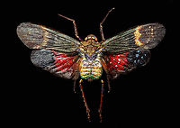 Penthicodes farinosa aeruginea, Heesch, Netherlands This is a purchased specimen. I wasn't in the market for any specimens (never bought one before), yet the shop where I was buying some entomology needles had a small selection of cheap specimens, so figured to try it out. This one already came dried and spread. <br />
<br />
In the wild, you're unlikely to see it like this. It will usually have its winged closed at rest, and its eyes would be much more vivid compared to this dead specimen. <br />
<br />
This is a lateral 1:1 macro shot. Higher magnification shots:<br />
https://www.jungledragon.com/image/105845/penthicodes_farinosa_head_heesch_netherlands.html<br />
https://www.jungledragon.com/image/105846/penthicodes_farinosa_eye_heesch_netherlands.html<br />
https://www.jungledragon.com/image/105847/penthicodes_farinosa_wing_closeup_heesch_netherlands.html<br />
https://www.jungledragon.com/image/105848/penthicodes_farinosa_double_wing_closeup_heesch_netherlands.html<br />
https://www.jungledragon.com/image/105849/penthicodes_farinosa_thorax_heesch_netherlands.html<br />
 Europe,Heesch,Netherlands,Peleng Island lantern bug,Penthicodes farinosa,World