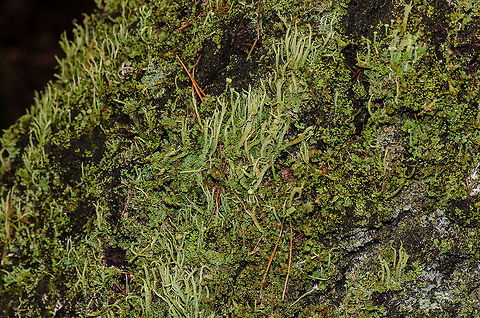 Cladonia Fimbriata overview at Veluwe  Cladonia Fimbriata,Cladonia fimbriata,Harderwijk,Macro,Netherlands,Veluwe