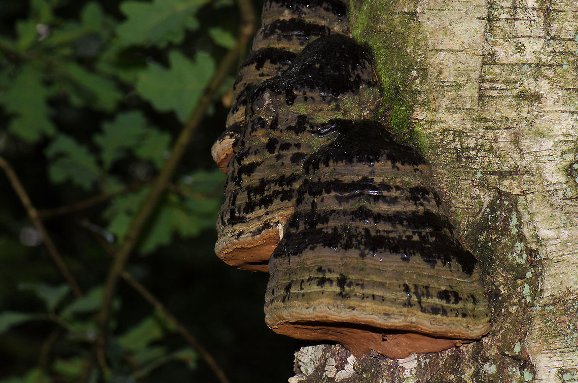 Fomes fomentarius closeup Very large Fomes fomentarius found at the Veluwe. They look and feel almost as if they are man-made structures. Fomes fomentarius,Harderwijk,Macro,Netherlands,Veluwe