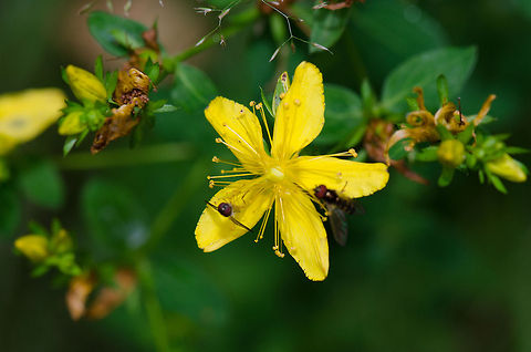 Hypericum perforatum at Veluwe  Harderwijk,Hypericum perforatum,Macro,Netherlands,St John's wort,Veluwe