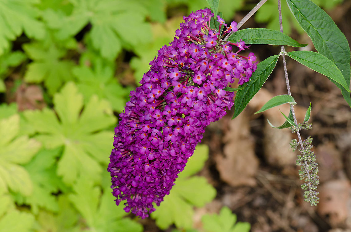 Wild Buddleja davidii at Veluwe Although native to China, this one was found in the &quot;wild&quot; in the Netherlands. Apparently this plant is a major attractor of butterflies, so could be a nice one to have in the garden.  Buddleja davidii,Harderwijk,Macro,Netherlands,Veluwe
