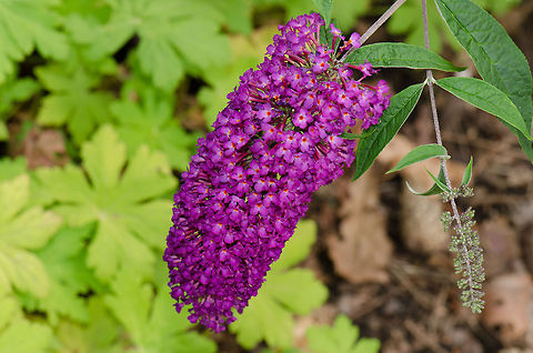Wild Buddleja davidii at Veluwe Although native to China, this one was found in the "wild" in the Netherlands. Apparently this plant is a major attractor of butterflies, so could be a nice one to have in the garden.  Buddleja davidii,Harderwijk,Macro,Netherlands,Veluwe