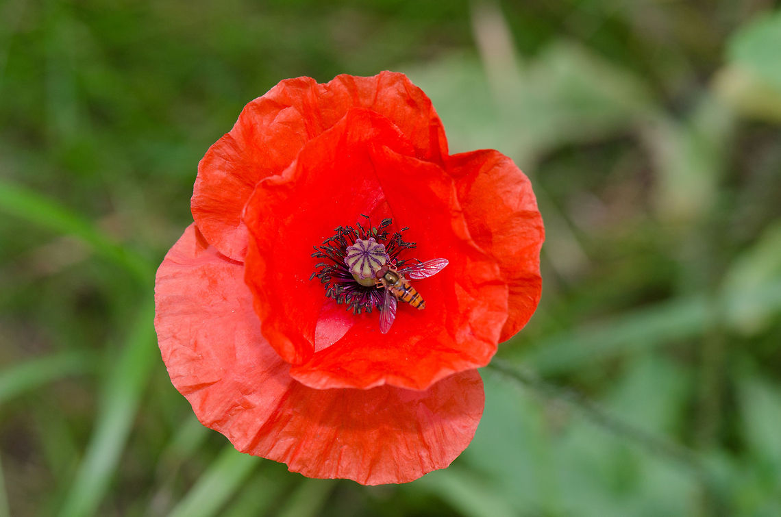 Long pricklyhead poppy at Veluwe  Harderwijk,Macro,Netherlands,Papaver argemone,Veluwe,papaver argemone