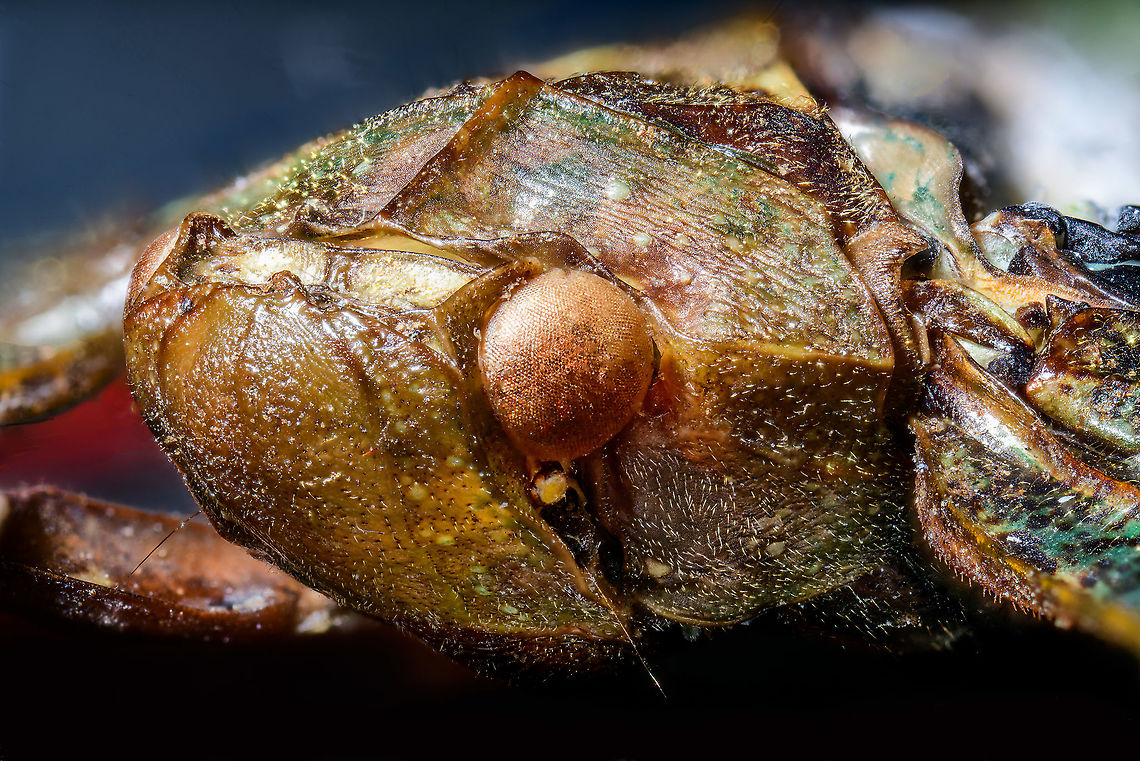 Penthicodes farinosa head, Heesch, Netherlands Extreme macro (3.5:1) of the head of this lanternfly. This would be an example of dried specimens being unattractive for extreme macro. In particular the eyes of insects very quickly degrade when dead.<br />
<figure class="photo"><a href="https://www.jungledragon.com/image/105846/penthicodes_farinosa_eye_heesch_netherlands.html" title="Penthicodes farinosa eye, Heesch, Netherlands"><img src="https://s3.amazonaws.com/media.jungledragon.com/images/2/105846_thumb.jpg?AWSAccessKeyId=05GMT0V3GWVNE7GGM1R2&Expires=1769040010&Signature=55pxHoDqubf66sqUo0DQnmimUdA%3D" width="200" height="188" alt="Penthicodes farinosa eye, Heesch, Netherlands Extreme macro (5:1) of the eye of this lanternfly. This would be an example of dried specimens being unattractive for extreme macro. In particular the eyes of insects very quickly degrade when dead.<br />
https://www.jungledragon.com/image/105845/penthicodes_farinosa_head_heesch_netherlands.html<br />
https://www.jungledragon.com/image/105766/penthicodes_farinosa_aeruginea_heesch_netherlands.html<br />
https://www.jungledragon.com/image/105847/penthicodes_farinosa_wing_closeup_heesch_netherlands.html<br />
https://www.jungledragon.com/image/105848/penthicodes_farinosa_double_wing_closeup_heesch_netherlands.html<br />
https://www.jungledragon.com/image/105849/penthicodes_farinosa_thorax_heesch_netherlands.html Europe,Extreme Macro,Heesch,Netherlands,Penthicodes farinosa,World" /></a></figure><br />
<figure class="photo"><a href="https://www.jungledragon.com/image/105766/penthicodes_farinosa_aeruginea_heesch_netherlands.html" title="Penthicodes farinosa aeruginea, Heesch, Netherlands"><img src="https://s3.amazonaws.com/media.jungledragon.com/images/2/105766_thumb.jpg?AWSAccessKeyId=05GMT0V3GWVNE7GGM1R2&Expires=1769040010&Signature=oquirKKK1ai1%2F%2FNRI%2F%2FrncKY9jY%3D" width="200" height="144" alt="Penthicodes farinosa aeruginea, Heesch, Netherlands This is a purchased specimen. I wasn't in the market for any specimens (never bought one before), yet the shop where I was buying some entomology needles had a small selection of cheap specimens, so figured to try it out. This one already came dried and spread. <br />
<br />
In the wild, you're unlikely to see it like this. It will usually have its winged closed at rest, and its eyes would be much more vivid compared to this dead specimen. <br />
<br />
This is a lateral 1:1 macro shot. Higher magnification shots:<br />
https://www.jungledragon.com/image/105845/penthicodes_farinosa_head_heesch_netherlands.html<br />
https://www.jungledragon.com/image/105846/penthicodes_farinosa_eye_heesch_netherlands.html<br />
https://www.jungledragon.com/image/105847/penthicodes_farinosa_wing_closeup_heesch_netherlands.html<br />
https://www.jungledragon.com/image/105848/penthicodes_farinosa_double_wing_closeup_heesch_netherlands.html<br />
https://www.jungledragon.com/image/105849/penthicodes_farinosa_thorax_heesch_netherlands.html<br />
 Europe,Heesch,Netherlands,Peleng Island lantern bug,Penthicodes farinosa,World" /></a></figure><br />
<figure class="photo"><a href="https://www.jungledragon.com/image/105847/penthicodes_farinosa_wing_closeup_heesch_netherlands.html" title="Penthicodes farinosa wing closeup, Heesch, Netherlands"><img src="https://s3.amazonaws.com/media.jungledragon.com/images/2/105847_thumb.jpg?AWSAccessKeyId=05GMT0V3GWVNE7GGM1R2&Expires=1769040010&Signature=WUZj08N%2Bvl77VJRwxaSswxLHWmY%3D" width="200" height="134" alt="Penthicodes farinosa wing closeup, Heesch, Netherlands Spiderman patterns as part of the wing section of this Penthicodes farinosa.<br />
https://www.jungledragon.com/image/105766/penthicodes_farinosa_aeruginea_heesch_netherlands.html<br />
https://www.jungledragon.com/image/105845/penthicodes_farinosa_head_heesch_netherlands.html<br />
https://www.jungledragon.com/image/105846/penthicodes_farinosa_eye_heesch_netherlands.html<br />
https://www.jungledragon.com/image/105848/penthicodes_farinosa_double_wing_closeup_heesch_netherlands.html<br />
https://www.jungledragon.com/image/105849/penthicodes_farinosa_thorax_heesch_netherlands.html Europe,Extreme Macro,Heesch,Netherlands,Penthicodes farinosa,World" /></a></figure><br />
<figure class="photo"><a href="https://www.jungledragon.com/image/105848/penthicodes_farinosa_double_wing_closeup_heesch_netherlands.html" title="Penthicodes farinosa double wing closeup, Heesch, Netherlands"><img src="https://s3.amazonaws.com/media.jungledragon.com/images/2/105848_thumb.jpg?AWSAccessKeyId=05GMT0V3GWVNE7GGM1R2&Expires=1769040010&Signature=it82jN3cl1vcm%2FarosSPdQURXOk%3D" width="200" height="134" alt="Penthicodes farinosa double wing closeup, Heesch, Netherlands Extreme closeup of both the forewings and back wings of a Penthicodes farinosa in a single shot. <br />
https://www.jungledragon.com/image/105766/penthicodes_farinosa_aeruginea_heesch_netherlands.html<br />
https://www.jungledragon.com/image/105845/penthicodes_farinosa_head_heesch_netherlands.html<br />
https://www.jungledragon.com/image/105846/penthicodes_farinosa_eye_heesch_netherlands.html<br />
https://www.jungledragon.com/image/105847/penthicodes_farinosa_wing_closeup_heesch_netherlands.html<br />
https://www.jungledragon.com/image/105849/penthicodes_farinosa_thorax_heesch_netherlands.html Europe,Extreme Macro,Heesch,Netherlands,Penthicodes farinosa,World" /></a></figure><br />
<figure class="photo"><a href="https://www.jungledragon.com/image/105849/penthicodes_farinosa_thorax_heesch_netherlands.html" title="Penthicodes farinosa thorax, Heesch, Netherlands"><img src="https://s3.amazonaws.com/media.jungledragon.com/images/2/105849_thumb.jpg?AWSAccessKeyId=05GMT0V3GWVNE7GGM1R2&Expires=1769040010&Signature=2YVSKDbrFT3Qnj%2FXRJiUbou7PYQ%3D" width="200" height="88" alt="Penthicodes farinosa thorax, Heesch, Netherlands Thorax, wing connections and more in this extreme macro of a Penthicodes farinosa.<br />
https://www.jungledragon.com/image/105766/penthicodes_farinosa_aeruginea_heesch_netherlands.html<br />
https://www.jungledragon.com/image/105845/penthicodes_farinosa_head_heesch_netherlands.html<br />
https://www.jungledragon.com/image/105846/penthicodes_farinosa_eye_heesch_netherlands.html<br />
https://www.jungledragon.com/image/105847/penthicodes_farinosa_wing_closeup_heesch_netherlands.html<br />
https://www.jungledragon.com/image/105848/penthicodes_farinosa_double_wing_closeup_heesch_netherlands.html Europe,Extreme Macro,Heesch,Netherlands,Penthicodes farinosa,World" /></a></figure> Europe,Extreme Macro,Heesch,Netherlands,Penthicodes farinosa,World