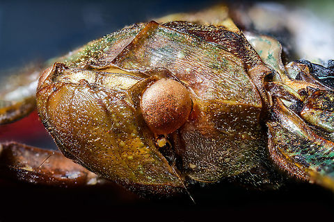 Penthicodes farinosa head, Heesch, Netherlands Extreme macro (3.5:1) of the head of this lanternfly. This would be an example of dried specimens being unattractive for extreme macro. In particular the eyes of insects very quickly degrade when dead.
https://www.jungledragon.com/image/105846/penthicodes_farinosa_eye_heesch_netherlands.html
https://www.jungledragon.com/image/105766/penthicodes_farinosa_aeruginea_heesch_netherlands.html
https://www.jungledragon.com/image/105847/penthicodes_farinosa_wing_closeup_heesch_netherlands.html
https://www.jungledragon.com/image/105848/penthicodes_farinosa_double_wing_closeup_heesch_netherlands.html
https://www.jungledragon.com/image/105849/penthicodes_farinosa_thorax_heesch_netherlands.html Europe,Extreme Macro,Heesch,Netherlands,Penthicodes farinosa,World