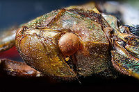 Penthicodes farinosa head, Heesch, Netherlands Extreme macro (3.5:1) of the head of this lanternfly. This would be an example of dried specimens being unattractive for extreme macro. In particular the eyes of insects very quickly degrade when dead.<br />
https://www.jungledragon.com/image/105846/penthicodes_farinosa_eye_heesch_netherlands.html<br />
https://www.jungledragon.com/image/105766/penthicodes_farinosa_aeruginea_heesch_netherlands.html<br />
https://www.jungledragon.com/image/105847/penthicodes_farinosa_wing_closeup_heesch_netherlands.html<br />
https://www.jungledragon.com/image/105848/penthicodes_farinosa_double_wing_closeup_heesch_netherlands.html<br />
https://www.jungledragon.com/image/105849/penthicodes_farinosa_thorax_heesch_netherlands.html Europe,Extreme Macro,Heesch,Netherlands,Penthicodes farinosa,World