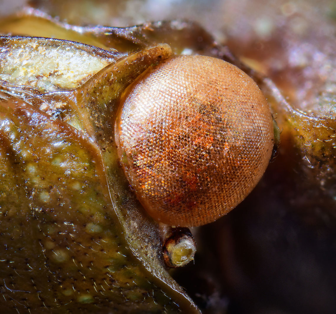 Penthicodes farinosa eye, Heesch, Netherlands Extreme macro (5:1) of the eye of this lanternfly. This would be an example of dried specimens being unattractive for extreme macro. In particular the eyes of insects very quickly degrade when dead.<br />
<figure class="photo"><a href="https://www.jungledragon.com/image/105845/penthicodes_farinosa_head_heesch_netherlands.html" title="Penthicodes farinosa head, Heesch, Netherlands"><img src="https://s3.amazonaws.com/media.jungledragon.com/images/2/105845_thumb.jpg?AWSAccessKeyId=05GMT0V3GWVNE7GGM1R2&Expires=1759968010&Signature=V0z0oNzkqfjD5JOOK%2BEsEFFisdY%3D" width="200" height="134" alt="Penthicodes farinosa head, Heesch, Netherlands Extreme macro (3.5:1) of the head of this lanternfly. This would be an example of dried specimens being unattractive for extreme macro. In particular the eyes of insects very quickly degrade when dead.<br />
https://www.jungledragon.com/image/105846/penthicodes_farinosa_eye_heesch_netherlands.html<br />
https://www.jungledragon.com/image/105766/penthicodes_farinosa_aeruginea_heesch_netherlands.html<br />
https://www.jungledragon.com/image/105847/penthicodes_farinosa_wing_closeup_heesch_netherlands.html<br />
https://www.jungledragon.com/image/105848/penthicodes_farinosa_double_wing_closeup_heesch_netherlands.html<br />
https://www.jungledragon.com/image/105849/penthicodes_farinosa_thorax_heesch_netherlands.html Europe,Extreme Macro,Heesch,Netherlands,Penthicodes farinosa,World" /></a></figure><br />
<figure class="photo"><a href="https://www.jungledragon.com/image/105766/penthicodes_farinosa_aeruginea_heesch_netherlands.html" title="Penthicodes farinosa aeruginea, Heesch, Netherlands"><img src="https://s3.amazonaws.com/media.jungledragon.com/images/2/105766_thumb.jpg?AWSAccessKeyId=05GMT0V3GWVNE7GGM1R2&Expires=1759968010&Signature=0s5qb3BQm4brRQyqDw7y8gUgXNM%3D" width="200" height="144" alt="Penthicodes farinosa aeruginea, Heesch, Netherlands This is a purchased specimen. I wasn&#039;t in the market for any specimens (never bought one before), yet the shop where I was buying some entomology needles had a small selection of cheap specimens, so figured to try it out. This one already came dried and spread. <br />
<br />
In the wild, you&#039;re unlikely to see it like this. It will usually have its winged closed at rest, and its eyes would be much more vivid compared to this dead specimen. <br />
<br />
This is a lateral 1:1 macro shot. Higher magnification shots:<br />
https://www.jungledragon.com/image/105845/penthicodes_farinosa_head_heesch_netherlands.html<br />
https://www.jungledragon.com/image/105846/penthicodes_farinosa_eye_heesch_netherlands.html<br />
https://www.jungledragon.com/image/105847/penthicodes_farinosa_wing_closeup_heesch_netherlands.html<br />
https://www.jungledragon.com/image/105848/penthicodes_farinosa_double_wing_closeup_heesch_netherlands.html<br />
https://www.jungledragon.com/image/105849/penthicodes_farinosa_thorax_heesch_netherlands.html<br />
 Europe,Heesch,Netherlands,Peleng Island lantern bug,Penthicodes farinosa,World" /></a></figure><br />
<figure class="photo"><a href="https://www.jungledragon.com/image/105847/penthicodes_farinosa_wing_closeup_heesch_netherlands.html" title="Penthicodes farinosa wing closeup, Heesch, Netherlands"><img src="https://s3.amazonaws.com/media.jungledragon.com/images/2/105847_thumb.jpg?AWSAccessKeyId=05GMT0V3GWVNE7GGM1R2&Expires=1759968010&Signature=mWQBZblEFp5DBtGd0XITbCzuy04%3D" width="200" height="134" alt="Penthicodes farinosa wing closeup, Heesch, Netherlands Spiderman patterns as part of the wing section of this Penthicodes farinosa.<br />
https://www.jungledragon.com/image/105766/penthicodes_farinosa_aeruginea_heesch_netherlands.html<br />
https://www.jungledragon.com/image/105845/penthicodes_farinosa_head_heesch_netherlands.html<br />
https://www.jungledragon.com/image/105846/penthicodes_farinosa_eye_heesch_netherlands.html<br />
https://www.jungledragon.com/image/105848/penthicodes_farinosa_double_wing_closeup_heesch_netherlands.html<br />
https://www.jungledragon.com/image/105849/penthicodes_farinosa_thorax_heesch_netherlands.html Europe,Extreme Macro,Heesch,Netherlands,Penthicodes farinosa,World" /></a></figure><br />
<figure class="photo"><a href="https://www.jungledragon.com/image/105848/penthicodes_farinosa_double_wing_closeup_heesch_netherlands.html" title="Penthicodes farinosa double wing closeup, Heesch, Netherlands"><img src="https://s3.amazonaws.com/media.jungledragon.com/images/2/105848_thumb.jpg?AWSAccessKeyId=05GMT0V3GWVNE7GGM1R2&Expires=1759968010&Signature=w%2BDyymSRa7PhXE5Pb8dtCmFzf70%3D" width="200" height="134" alt="Penthicodes farinosa double wing closeup, Heesch, Netherlands Extreme closeup of both the forewings and back wings of a Penthicodes farinosa in a single shot. <br />
https://www.jungledragon.com/image/105766/penthicodes_farinosa_aeruginea_heesch_netherlands.html<br />
https://www.jungledragon.com/image/105845/penthicodes_farinosa_head_heesch_netherlands.html<br />
https://www.jungledragon.com/image/105846/penthicodes_farinosa_eye_heesch_netherlands.html<br />
https://www.jungledragon.com/image/105847/penthicodes_farinosa_wing_closeup_heesch_netherlands.html<br />
https://www.jungledragon.com/image/105849/penthicodes_farinosa_thorax_heesch_netherlands.html Europe,Extreme Macro,Heesch,Netherlands,Penthicodes farinosa,World" /></a></figure><br />
<figure class="photo"><a href="https://www.jungledragon.com/image/105849/penthicodes_farinosa_thorax_heesch_netherlands.html" title="Penthicodes farinosa thorax, Heesch, Netherlands"><img src="https://s3.amazonaws.com/media.jungledragon.com/images/2/105849_thumb.jpg?AWSAccessKeyId=05GMT0V3GWVNE7GGM1R2&Expires=1759968010&Signature=SyVgUH9B%2BPvYbcBZejZCe4e9gl4%3D" width="200" height="88" alt="Penthicodes farinosa thorax, Heesch, Netherlands Thorax, wing connections and more in this extreme macro of a Penthicodes farinosa.<br />
https://www.jungledragon.com/image/105766/penthicodes_farinosa_aeruginea_heesch_netherlands.html<br />
https://www.jungledragon.com/image/105845/penthicodes_farinosa_head_heesch_netherlands.html<br />
https://www.jungledragon.com/image/105846/penthicodes_farinosa_eye_heesch_netherlands.html<br />
https://www.jungledragon.com/image/105847/penthicodes_farinosa_wing_closeup_heesch_netherlands.html<br />
https://www.jungledragon.com/image/105848/penthicodes_farinosa_double_wing_closeup_heesch_netherlands.html Europe,Extreme Macro,Heesch,Netherlands,Penthicodes farinosa,World" /></a></figure> Europe,Extreme Macro,Heesch,Netherlands,Penthicodes farinosa,World