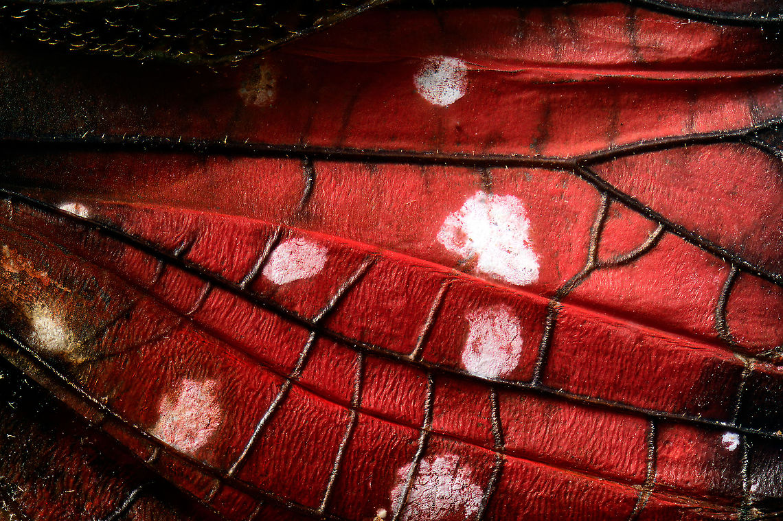 Penthicodes farinosa wing closeup, Heesch, Netherlands Spiderman patterns as part of the wing section of this Penthicodes farinosa.<br />
<figure class="photo"><a href="https://www.jungledragon.com/image/105766/penthicodes_farinosa_aeruginea_heesch_netherlands.html" title="Penthicodes farinosa aeruginea, Heesch, Netherlands"><img src="https://s3.amazonaws.com/media.jungledragon.com/images/2/105766_thumb.jpg?AWSAccessKeyId=05GMT0V3GWVNE7GGM1R2&Expires=1759968010&Signature=0s5qb3BQm4brRQyqDw7y8gUgXNM%3D" width="200" height="144" alt="Penthicodes farinosa aeruginea, Heesch, Netherlands This is a purchased specimen. I wasn&#039;t in the market for any specimens (never bought one before), yet the shop where I was buying some entomology needles had a small selection of cheap specimens, so figured to try it out. This one already came dried and spread. <br />
<br />
In the wild, you&#039;re unlikely to see it like this. It will usually have its winged closed at rest, and its eyes would be much more vivid compared to this dead specimen. <br />
<br />
This is a lateral 1:1 macro shot. Higher magnification shots:<br />
https://www.jungledragon.com/image/105845/penthicodes_farinosa_head_heesch_netherlands.html<br />
https://www.jungledragon.com/image/105846/penthicodes_farinosa_eye_heesch_netherlands.html<br />
https://www.jungledragon.com/image/105847/penthicodes_farinosa_wing_closeup_heesch_netherlands.html<br />
https://www.jungledragon.com/image/105848/penthicodes_farinosa_double_wing_closeup_heesch_netherlands.html<br />
https://www.jungledragon.com/image/105849/penthicodes_farinosa_thorax_heesch_netherlands.html<br />
 Europe,Heesch,Netherlands,Peleng Island lantern bug,Penthicodes farinosa,World" /></a></figure><br />
<figure class="photo"><a href="https://www.jungledragon.com/image/105845/penthicodes_farinosa_head_heesch_netherlands.html" title="Penthicodes farinosa head, Heesch, Netherlands"><img src="https://s3.amazonaws.com/media.jungledragon.com/images/2/105845_thumb.jpg?AWSAccessKeyId=05GMT0V3GWVNE7GGM1R2&Expires=1759968010&Signature=V0z0oNzkqfjD5JOOK%2BEsEFFisdY%3D" width="200" height="134" alt="Penthicodes farinosa head, Heesch, Netherlands Extreme macro (3.5:1) of the head of this lanternfly. This would be an example of dried specimens being unattractive for extreme macro. In particular the eyes of insects very quickly degrade when dead.<br />
https://www.jungledragon.com/image/105846/penthicodes_farinosa_eye_heesch_netherlands.html<br />
https://www.jungledragon.com/image/105766/penthicodes_farinosa_aeruginea_heesch_netherlands.html<br />
https://www.jungledragon.com/image/105847/penthicodes_farinosa_wing_closeup_heesch_netherlands.html<br />
https://www.jungledragon.com/image/105848/penthicodes_farinosa_double_wing_closeup_heesch_netherlands.html<br />
https://www.jungledragon.com/image/105849/penthicodes_farinosa_thorax_heesch_netherlands.html Europe,Extreme Macro,Heesch,Netherlands,Penthicodes farinosa,World" /></a></figure><br />
<figure class="photo"><a href="https://www.jungledragon.com/image/105846/penthicodes_farinosa_eye_heesch_netherlands.html" title="Penthicodes farinosa eye, Heesch, Netherlands"><img src="https://s3.amazonaws.com/media.jungledragon.com/images/2/105846_thumb.jpg?AWSAccessKeyId=05GMT0V3GWVNE7GGM1R2&Expires=1759968010&Signature=qvJyyk%2BhU5ASA7iG0TatNeCHV0w%3D" width="200" height="188" alt="Penthicodes farinosa eye, Heesch, Netherlands Extreme macro (5:1) of the eye of this lanternfly. This would be an example of dried specimens being unattractive for extreme macro. In particular the eyes of insects very quickly degrade when dead.<br />
https://www.jungledragon.com/image/105845/penthicodes_farinosa_head_heesch_netherlands.html<br />
https://www.jungledragon.com/image/105766/penthicodes_farinosa_aeruginea_heesch_netherlands.html<br />
https://www.jungledragon.com/image/105847/penthicodes_farinosa_wing_closeup_heesch_netherlands.html<br />
https://www.jungledragon.com/image/105848/penthicodes_farinosa_double_wing_closeup_heesch_netherlands.html<br />
https://www.jungledragon.com/image/105849/penthicodes_farinosa_thorax_heesch_netherlands.html Europe,Extreme Macro,Heesch,Netherlands,Penthicodes farinosa,World" /></a></figure><br />
<figure class="photo"><a href="https://www.jungledragon.com/image/105848/penthicodes_farinosa_double_wing_closeup_heesch_netherlands.html" title="Penthicodes farinosa double wing closeup, Heesch, Netherlands"><img src="https://s3.amazonaws.com/media.jungledragon.com/images/2/105848_thumb.jpg?AWSAccessKeyId=05GMT0V3GWVNE7GGM1R2&Expires=1759968010&Signature=w%2BDyymSRa7PhXE5Pb8dtCmFzf70%3D" width="200" height="134" alt="Penthicodes farinosa double wing closeup, Heesch, Netherlands Extreme closeup of both the forewings and back wings of a Penthicodes farinosa in a single shot. <br />
https://www.jungledragon.com/image/105766/penthicodes_farinosa_aeruginea_heesch_netherlands.html<br />
https://www.jungledragon.com/image/105845/penthicodes_farinosa_head_heesch_netherlands.html<br />
https://www.jungledragon.com/image/105846/penthicodes_farinosa_eye_heesch_netherlands.html<br />
https://www.jungledragon.com/image/105847/penthicodes_farinosa_wing_closeup_heesch_netherlands.html<br />
https://www.jungledragon.com/image/105849/penthicodes_farinosa_thorax_heesch_netherlands.html Europe,Extreme Macro,Heesch,Netherlands,Penthicodes farinosa,World" /></a></figure><br />
<figure class="photo"><a href="https://www.jungledragon.com/image/105849/penthicodes_farinosa_thorax_heesch_netherlands.html" title="Penthicodes farinosa thorax, Heesch, Netherlands"><img src="https://s3.amazonaws.com/media.jungledragon.com/images/2/105849_thumb.jpg?AWSAccessKeyId=05GMT0V3GWVNE7GGM1R2&Expires=1759968010&Signature=SyVgUH9B%2BPvYbcBZejZCe4e9gl4%3D" width="200" height="88" alt="Penthicodes farinosa thorax, Heesch, Netherlands Thorax, wing connections and more in this extreme macro of a Penthicodes farinosa.<br />
https://www.jungledragon.com/image/105766/penthicodes_farinosa_aeruginea_heesch_netherlands.html<br />
https://www.jungledragon.com/image/105845/penthicodes_farinosa_head_heesch_netherlands.html<br />
https://www.jungledragon.com/image/105846/penthicodes_farinosa_eye_heesch_netherlands.html<br />
https://www.jungledragon.com/image/105847/penthicodes_farinosa_wing_closeup_heesch_netherlands.html<br />
https://www.jungledragon.com/image/105848/penthicodes_farinosa_double_wing_closeup_heesch_netherlands.html Europe,Extreme Macro,Heesch,Netherlands,Penthicodes farinosa,World" /></a></figure> Europe,Extreme Macro,Heesch,Netherlands,Penthicodes farinosa,World