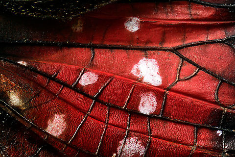 Penthicodes farinosa wing closeup, Heesch, Netherlands Spiderman patterns as part of the wing section of this Penthicodes farinosa.
https://www.jungledragon.com/image/105766/penthicodes_farinosa_aeruginea_heesch_netherlands.html
https://www.jungledragon.com/image/105845/penthicodes_farinosa_head_heesch_netherlands.html
https://www.jungledragon.com/image/105846/penthicodes_farinosa_eye_heesch_netherlands.html
https://www.jungledragon.com/image/105848/penthicodes_farinosa_double_wing_closeup_heesch_netherlands.html
https://www.jungledragon.com/image/105849/penthicodes_farinosa_thorax_heesch_netherlands.html Europe,Extreme Macro,Heesch,Netherlands,Penthicodes farinosa,World