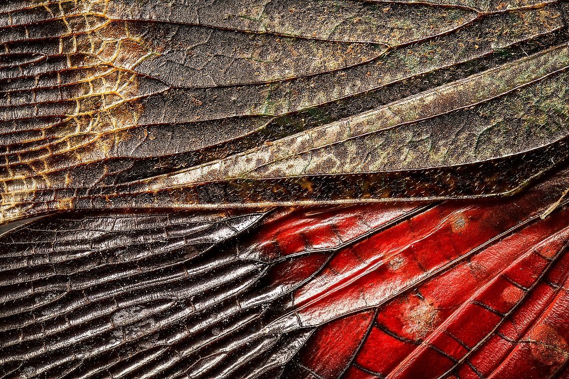 Penthicodes farinosa double wing closeup, Heesch, Netherlands Extreme closeup of both the forewings and back wings of a Penthicodes farinosa in a single shot. <br />
<figure class="photo"><a href="https://www.jungledragon.com/image/105766/penthicodes_farinosa_aeruginea_heesch_netherlands.html" title="Penthicodes farinosa aeruginea, Heesch, Netherlands"><img src="https://s3.amazonaws.com/media.jungledragon.com/images/2/105766_thumb.jpg?AWSAccessKeyId=05GMT0V3GWVNE7GGM1R2&Expires=1769040010&Signature=oquirKKK1ai1%2F%2FNRI%2F%2FrncKY9jY%3D" width="200" height="144" alt="Penthicodes farinosa aeruginea, Heesch, Netherlands This is a purchased specimen. I wasn't in the market for any specimens (never bought one before), yet the shop where I was buying some entomology needles had a small selection of cheap specimens, so figured to try it out. This one already came dried and spread. <br />
<br />
In the wild, you're unlikely to see it like this. It will usually have its winged closed at rest, and its eyes would be much more vivid compared to this dead specimen. <br />
<br />
This is a lateral 1:1 macro shot. Higher magnification shots:<br />
https://www.jungledragon.com/image/105845/penthicodes_farinosa_head_heesch_netherlands.html<br />
https://www.jungledragon.com/image/105846/penthicodes_farinosa_eye_heesch_netherlands.html<br />
https://www.jungledragon.com/image/105847/penthicodes_farinosa_wing_closeup_heesch_netherlands.html<br />
https://www.jungledragon.com/image/105848/penthicodes_farinosa_double_wing_closeup_heesch_netherlands.html<br />
https://www.jungledragon.com/image/105849/penthicodes_farinosa_thorax_heesch_netherlands.html<br />
 Europe,Heesch,Netherlands,Peleng Island lantern bug,Penthicodes farinosa,World" /></a></figure><br />
<figure class="photo"><a href="https://www.jungledragon.com/image/105845/penthicodes_farinosa_head_heesch_netherlands.html" title="Penthicodes farinosa head, Heesch, Netherlands"><img src="https://s3.amazonaws.com/media.jungledragon.com/images/2/105845_thumb.jpg?AWSAccessKeyId=05GMT0V3GWVNE7GGM1R2&Expires=1769040010&Signature=k4Zitu276T0XiaYTUFoAQnEFNWU%3D" width="200" height="134" alt="Penthicodes farinosa head, Heesch, Netherlands Extreme macro (3.5:1) of the head of this lanternfly. This would be an example of dried specimens being unattractive for extreme macro. In particular the eyes of insects very quickly degrade when dead.<br />
https://www.jungledragon.com/image/105846/penthicodes_farinosa_eye_heesch_netherlands.html<br />
https://www.jungledragon.com/image/105766/penthicodes_farinosa_aeruginea_heesch_netherlands.html<br />
https://www.jungledragon.com/image/105847/penthicodes_farinosa_wing_closeup_heesch_netherlands.html<br />
https://www.jungledragon.com/image/105848/penthicodes_farinosa_double_wing_closeup_heesch_netherlands.html<br />
https://www.jungledragon.com/image/105849/penthicodes_farinosa_thorax_heesch_netherlands.html Europe,Extreme Macro,Heesch,Netherlands,Penthicodes farinosa,World" /></a></figure><br />
<figure class="photo"><a href="https://www.jungledragon.com/image/105846/penthicodes_farinosa_eye_heesch_netherlands.html" title="Penthicodes farinosa eye, Heesch, Netherlands"><img src="https://s3.amazonaws.com/media.jungledragon.com/images/2/105846_thumb.jpg?AWSAccessKeyId=05GMT0V3GWVNE7GGM1R2&Expires=1769040010&Signature=55pxHoDqubf66sqUo0DQnmimUdA%3D" width="200" height="188" alt="Penthicodes farinosa eye, Heesch, Netherlands Extreme macro (5:1) of the eye of this lanternfly. This would be an example of dried specimens being unattractive for extreme macro. In particular the eyes of insects very quickly degrade when dead.<br />
https://www.jungledragon.com/image/105845/penthicodes_farinosa_head_heesch_netherlands.html<br />
https://www.jungledragon.com/image/105766/penthicodes_farinosa_aeruginea_heesch_netherlands.html<br />
https://www.jungledragon.com/image/105847/penthicodes_farinosa_wing_closeup_heesch_netherlands.html<br />
https://www.jungledragon.com/image/105848/penthicodes_farinosa_double_wing_closeup_heesch_netherlands.html<br />
https://www.jungledragon.com/image/105849/penthicodes_farinosa_thorax_heesch_netherlands.html Europe,Extreme Macro,Heesch,Netherlands,Penthicodes farinosa,World" /></a></figure><br />
<figure class="photo"><a href="https://www.jungledragon.com/image/105847/penthicodes_farinosa_wing_closeup_heesch_netherlands.html" title="Penthicodes farinosa wing closeup, Heesch, Netherlands"><img src="https://s3.amazonaws.com/media.jungledragon.com/images/2/105847_thumb.jpg?AWSAccessKeyId=05GMT0V3GWVNE7GGM1R2&Expires=1769040010&Signature=WUZj08N%2Bvl77VJRwxaSswxLHWmY%3D" width="200" height="134" alt="Penthicodes farinosa wing closeup, Heesch, Netherlands Spiderman patterns as part of the wing section of this Penthicodes farinosa.<br />
https://www.jungledragon.com/image/105766/penthicodes_farinosa_aeruginea_heesch_netherlands.html<br />
https://www.jungledragon.com/image/105845/penthicodes_farinosa_head_heesch_netherlands.html<br />
https://www.jungledragon.com/image/105846/penthicodes_farinosa_eye_heesch_netherlands.html<br />
https://www.jungledragon.com/image/105848/penthicodes_farinosa_double_wing_closeup_heesch_netherlands.html<br />
https://www.jungledragon.com/image/105849/penthicodes_farinosa_thorax_heesch_netherlands.html Europe,Extreme Macro,Heesch,Netherlands,Penthicodes farinosa,World" /></a></figure><br />
<figure class="photo"><a href="https://www.jungledragon.com/image/105849/penthicodes_farinosa_thorax_heesch_netherlands.html" title="Penthicodes farinosa thorax, Heesch, Netherlands"><img src="https://s3.amazonaws.com/media.jungledragon.com/images/2/105849_thumb.jpg?AWSAccessKeyId=05GMT0V3GWVNE7GGM1R2&Expires=1769040010&Signature=2YVSKDbrFT3Qnj%2FXRJiUbou7PYQ%3D" width="200" height="88" alt="Penthicodes farinosa thorax, Heesch, Netherlands Thorax, wing connections and more in this extreme macro of a Penthicodes farinosa.<br />
https://www.jungledragon.com/image/105766/penthicodes_farinosa_aeruginea_heesch_netherlands.html<br />
https://www.jungledragon.com/image/105845/penthicodes_farinosa_head_heesch_netherlands.html<br />
https://www.jungledragon.com/image/105846/penthicodes_farinosa_eye_heesch_netherlands.html<br />
https://www.jungledragon.com/image/105847/penthicodes_farinosa_wing_closeup_heesch_netherlands.html<br />
https://www.jungledragon.com/image/105848/penthicodes_farinosa_double_wing_closeup_heesch_netherlands.html Europe,Extreme Macro,Heesch,Netherlands,Penthicodes farinosa,World" /></a></figure> Europe,Extreme Macro,Heesch,Netherlands,Penthicodes farinosa,World