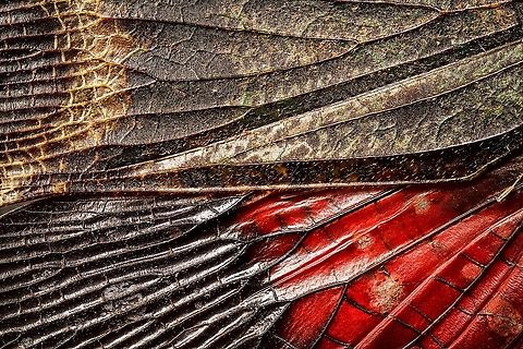 Penthicodes farinosa double wing closeup, Heesch, Netherlands Extreme closeup of both the forewings and back wings of a Penthicodes farinosa in a single shot. 
https://www.jungledragon.com/image/105766/penthicodes_farinosa_aeruginea_heesch_netherlands.html
https://www.jungledragon.com/image/105845/penthicodes_farinosa_head_heesch_netherlands.html
https://www.jungledragon.com/image/105846/penthicodes_farinosa_eye_heesch_netherlands.html
https://www.jungledragon.com/image/105847/penthicodes_farinosa_wing_closeup_heesch_netherlands.html
https://www.jungledragon.com/image/105849/penthicodes_farinosa_thorax_heesch_netherlands.html Europe,Extreme Macro,Heesch,Netherlands,Penthicodes farinosa,World