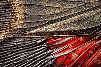 Penthicodes farinosa double wing closeup, Heesch, Netherlands Extreme closeup of both the forewings and back wings of a Penthicodes farinosa in a single shot. <br />
https://www.jungledragon.com/image/105766/penthicodes_farinosa_aeruginea_heesch_netherlands.html<br />
https://www.jungledragon.com/image/105845/penthicodes_farinosa_head_heesch_netherlands.html<br />
https://www.jungledragon.com/image/105846/penthicodes_farinosa_eye_heesch_netherlands.html<br />
https://www.jungledragon.com/image/105847/penthicodes_farinosa_wing_closeup_heesch_netherlands.html<br />
https://www.jungledragon.com/image/105849/penthicodes_farinosa_thorax_heesch_netherlands.html Europe,Extreme Macro,Heesch,Netherlands,Penthicodes farinosa,World