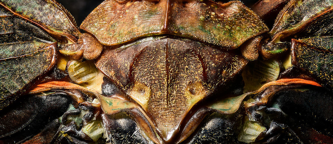 Penthicodes farinosa thorax, Heesch, Netherlands Thorax, wing connections and more in this extreme macro of a Penthicodes farinosa.<br />
<figure class="photo"><a href="https://www.jungledragon.com/image/105766/penthicodes_farinosa_aeruginea_heesch_netherlands.html" title="Penthicodes farinosa aeruginea, Heesch, Netherlands"><img src="https://s3.amazonaws.com/media.jungledragon.com/images/2/105766_thumb.jpg?AWSAccessKeyId=05GMT0V3GWVNE7GGM1R2&Expires=1769040010&Signature=oquirKKK1ai1%2F%2FNRI%2F%2FrncKY9jY%3D" width="200" height="144" alt="Penthicodes farinosa aeruginea, Heesch, Netherlands This is a purchased specimen. I wasn't in the market for any specimens (never bought one before), yet the shop where I was buying some entomology needles had a small selection of cheap specimens, so figured to try it out. This one already came dried and spread. <br />
<br />
In the wild, you're unlikely to see it like this. It will usually have its winged closed at rest, and its eyes would be much more vivid compared to this dead specimen. <br />
<br />
This is a lateral 1:1 macro shot. Higher magnification shots:<br />
https://www.jungledragon.com/image/105845/penthicodes_farinosa_head_heesch_netherlands.html<br />
https://www.jungledragon.com/image/105846/penthicodes_farinosa_eye_heesch_netherlands.html<br />
https://www.jungledragon.com/image/105847/penthicodes_farinosa_wing_closeup_heesch_netherlands.html<br />
https://www.jungledragon.com/image/105848/penthicodes_farinosa_double_wing_closeup_heesch_netherlands.html<br />
https://www.jungledragon.com/image/105849/penthicodes_farinosa_thorax_heesch_netherlands.html<br />
 Europe,Heesch,Netherlands,Peleng Island lantern bug,Penthicodes farinosa,World" /></a></figure><br />
<figure class="photo"><a href="https://www.jungledragon.com/image/105845/penthicodes_farinosa_head_heesch_netherlands.html" title="Penthicodes farinosa head, Heesch, Netherlands"><img src="https://s3.amazonaws.com/media.jungledragon.com/images/2/105845_thumb.jpg?AWSAccessKeyId=05GMT0V3GWVNE7GGM1R2&Expires=1769040010&Signature=k4Zitu276T0XiaYTUFoAQnEFNWU%3D" width="200" height="134" alt="Penthicodes farinosa head, Heesch, Netherlands Extreme macro (3.5:1) of the head of this lanternfly. This would be an example of dried specimens being unattractive for extreme macro. In particular the eyes of insects very quickly degrade when dead.<br />
https://www.jungledragon.com/image/105846/penthicodes_farinosa_eye_heesch_netherlands.html<br />
https://www.jungledragon.com/image/105766/penthicodes_farinosa_aeruginea_heesch_netherlands.html<br />
https://www.jungledragon.com/image/105847/penthicodes_farinosa_wing_closeup_heesch_netherlands.html<br />
https://www.jungledragon.com/image/105848/penthicodes_farinosa_double_wing_closeup_heesch_netherlands.html<br />
https://www.jungledragon.com/image/105849/penthicodes_farinosa_thorax_heesch_netherlands.html Europe,Extreme Macro,Heesch,Netherlands,Penthicodes farinosa,World" /></a></figure><br />
<figure class="photo"><a href="https://www.jungledragon.com/image/105846/penthicodes_farinosa_eye_heesch_netherlands.html" title="Penthicodes farinosa eye, Heesch, Netherlands"><img src="https://s3.amazonaws.com/media.jungledragon.com/images/2/105846_thumb.jpg?AWSAccessKeyId=05GMT0V3GWVNE7GGM1R2&Expires=1769040010&Signature=55pxHoDqubf66sqUo0DQnmimUdA%3D" width="200" height="188" alt="Penthicodes farinosa eye, Heesch, Netherlands Extreme macro (5:1) of the eye of this lanternfly. This would be an example of dried specimens being unattractive for extreme macro. In particular the eyes of insects very quickly degrade when dead.<br />
https://www.jungledragon.com/image/105845/penthicodes_farinosa_head_heesch_netherlands.html<br />
https://www.jungledragon.com/image/105766/penthicodes_farinosa_aeruginea_heesch_netherlands.html<br />
https://www.jungledragon.com/image/105847/penthicodes_farinosa_wing_closeup_heesch_netherlands.html<br />
https://www.jungledragon.com/image/105848/penthicodes_farinosa_double_wing_closeup_heesch_netherlands.html<br />
https://www.jungledragon.com/image/105849/penthicodes_farinosa_thorax_heesch_netherlands.html Europe,Extreme Macro,Heesch,Netherlands,Penthicodes farinosa,World" /></a></figure><br />
<figure class="photo"><a href="https://www.jungledragon.com/image/105847/penthicodes_farinosa_wing_closeup_heesch_netherlands.html" title="Penthicodes farinosa wing closeup, Heesch, Netherlands"><img src="https://s3.amazonaws.com/media.jungledragon.com/images/2/105847_thumb.jpg?AWSAccessKeyId=05GMT0V3GWVNE7GGM1R2&Expires=1769040010&Signature=WUZj08N%2Bvl77VJRwxaSswxLHWmY%3D" width="200" height="134" alt="Penthicodes farinosa wing closeup, Heesch, Netherlands Spiderman patterns as part of the wing section of this Penthicodes farinosa.<br />
https://www.jungledragon.com/image/105766/penthicodes_farinosa_aeruginea_heesch_netherlands.html<br />
https://www.jungledragon.com/image/105845/penthicodes_farinosa_head_heesch_netherlands.html<br />
https://www.jungledragon.com/image/105846/penthicodes_farinosa_eye_heesch_netherlands.html<br />
https://www.jungledragon.com/image/105848/penthicodes_farinosa_double_wing_closeup_heesch_netherlands.html<br />
https://www.jungledragon.com/image/105849/penthicodes_farinosa_thorax_heesch_netherlands.html Europe,Extreme Macro,Heesch,Netherlands,Penthicodes farinosa,World" /></a></figure><br />
<figure class="photo"><a href="https://www.jungledragon.com/image/105848/penthicodes_farinosa_double_wing_closeup_heesch_netherlands.html" title="Penthicodes farinosa double wing closeup, Heesch, Netherlands"><img src="https://s3.amazonaws.com/media.jungledragon.com/images/2/105848_thumb.jpg?AWSAccessKeyId=05GMT0V3GWVNE7GGM1R2&Expires=1769040010&Signature=it82jN3cl1vcm%2FarosSPdQURXOk%3D" width="200" height="134" alt="Penthicodes farinosa double wing closeup, Heesch, Netherlands Extreme closeup of both the forewings and back wings of a Penthicodes farinosa in a single shot. <br />
https://www.jungledragon.com/image/105766/penthicodes_farinosa_aeruginea_heesch_netherlands.html<br />
https://www.jungledragon.com/image/105845/penthicodes_farinosa_head_heesch_netherlands.html<br />
https://www.jungledragon.com/image/105846/penthicodes_farinosa_eye_heesch_netherlands.html<br />
https://www.jungledragon.com/image/105847/penthicodes_farinosa_wing_closeup_heesch_netherlands.html<br />
https://www.jungledragon.com/image/105849/penthicodes_farinosa_thorax_heesch_netherlands.html Europe,Extreme Macro,Heesch,Netherlands,Penthicodes farinosa,World" /></a></figure> Europe,Extreme Macro,Heesch,Netherlands,Penthicodes farinosa,World