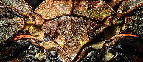 Penthicodes farinosa thorax, Heesch, Netherlands Thorax, wing connections and more in this extreme macro of a Penthicodes farinosa.
https://www.jungledragon.com/image/105766/penthicodes_farinosa_aeruginea_heesch_netherlands.html
https://www.jungledragon.com/image/105845/penthicodes_farinosa_head_heesch_netherlands.html
https://www.jungledragon.com/image/105846/penthicodes_farinosa_eye_heesch_netherlands.html
https://www.jungledragon.com/image/105847/penthicodes_farinosa_wing_closeup_heesch_netherlands.html
https://www.jungledragon.com/image/105848/penthicodes_farinosa_double_wing_closeup_heesch_netherlands.html Europe,Extreme Macro,Heesch,Netherlands,Penthicodes farinosa,World