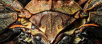Penthicodes farinosa thorax, Heesch, Netherlands Thorax, wing connections and more in this extreme macro of a Penthicodes farinosa.<br />
https://www.jungledragon.com/image/105766/penthicodes_farinosa_aeruginea_heesch_netherlands.html<br />
https://www.jungledragon.com/image/105845/penthicodes_farinosa_head_heesch_netherlands.html<br />
https://www.jungledragon.com/image/105846/penthicodes_farinosa_eye_heesch_netherlands.html<br />
https://www.jungledragon.com/image/105847/penthicodes_farinosa_wing_closeup_heesch_netherlands.html<br />
https://www.jungledragon.com/image/105848/penthicodes_farinosa_double_wing_closeup_heesch_netherlands.html Europe,Extreme Macro,Heesch,Netherlands,Penthicodes farinosa,World
