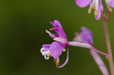 Chamerion angustifolium macro at Veluwe  Chamaenerion angustifolium,Chamerion angustifolium,Harderwijk,Macro,Netherlands,Rosebay Willowherb or Fireweed,Rosebay willowherb or fireweed,Veluwe