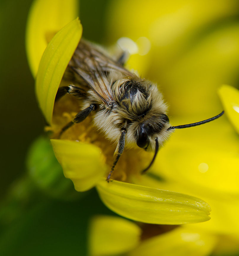 Bombus Veteranus (assumed) macro This is the only grey-haired bumble bee in the Netherlands where I could match it with:<br />
<a href="http://www.zoekkaartwildebijen.nl/Bombus/B.veteranus/Bijen.htm" rel="nofollow">http://www.zoekkaartwildebijen.nl/Bombus/B.veteranus/Bijen.htm</a> Bombus veteranus,Harderwijk,Macro,Netherlands,Veluwe