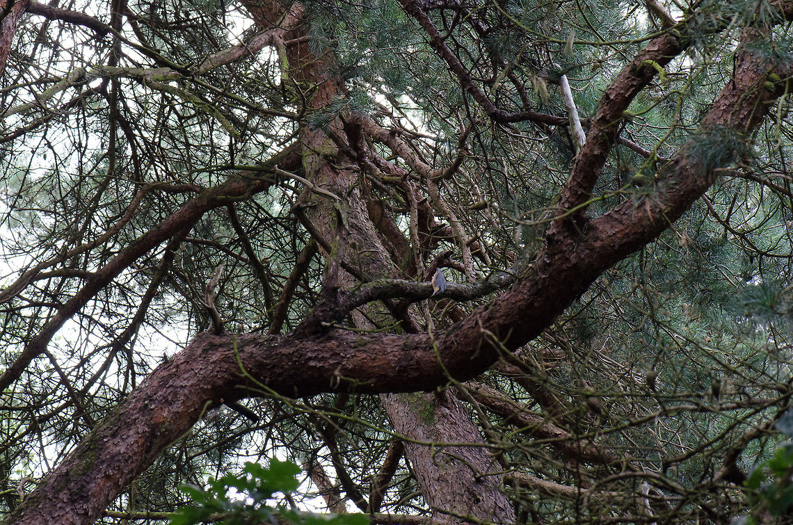 Eurasian Nuthatch at Veluwe I know, the photo is horrible. You will need to check this in HD mode, and then still you&#039;ll need to look closely to find the bird. I&#039;m still posting the photo though just for the spotting, it&#039;s the first time I spotted this bird in my life, and it&#039;s a specie introduction on JungleDragon.  Eurasian Nuthatch,Harderwijk,Macro,Netherlands,Sitta europaea,Veluwe