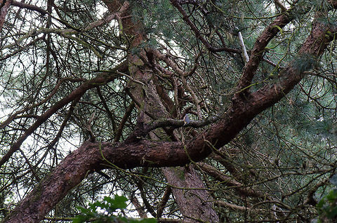 Eurasian Nuthatch at Veluwe I know, the photo is horrible. You will need to check this in HD mode, and then still you'll need to look closely to find the bird. I'm still posting the photo though just for the spotting, it's the first time I spotted this bird in my life, and it's a specie introduction on JungleDragon.  Eurasian Nuthatch,Harderwijk,Macro,Netherlands,Sitta europaea,Veluwe