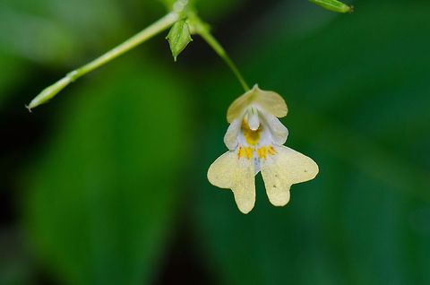 Small Balsam at Veluwe, Netherlands I'm hoping for some help with the identification on this one, the field guide apps I use do not list this plant. What is remarkable about this plant is that the flower is covered with a reflective "glitter" coating. You can only see this when opening this photo in HD mode. Harderwijk,Impatiens parviflora,Macro,Netherlands,Small Balsam,Veluwe