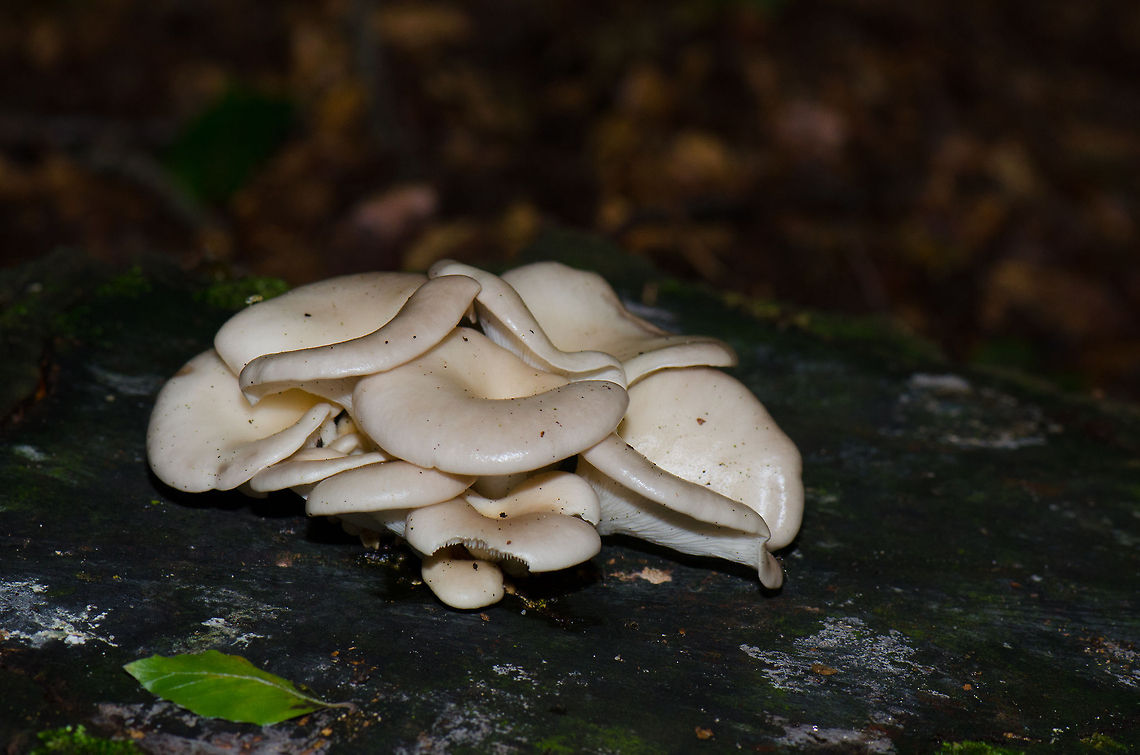 Pleurotus pulmonarius (?) at Veluwe This identification is an educated guess, feel free to correct me. Here is the reference I used:<br />
<a href="http://www.leifgoodwin.co.uk/Fungi/Pleurotus%20pulmonarius.html" rel="nofollow">http://www.leifgoodwin.co.uk/Fungi/Pleurotus%20pulmonarius.html</a> Harderwijk,Macro,Netherlands,Pleurotus pulmonarius,Veluwe