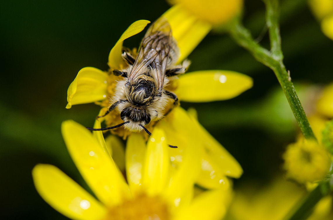 Bombus Veteranus (assumed) closeup This is the only grey-haired bumble bee in the Netherlands where I could match it with:<br />
<a href="http://www.zoekkaartwildebijen.nl/Bombus/B.veteranus/Bijen.htm" rel="nofollow">http://www.zoekkaartwildebijen.nl/Bombus/B.veteranus/Bijen.htm</a> Bombus veteranus,Harderwijk,Macro,Netherlands,Veluwe