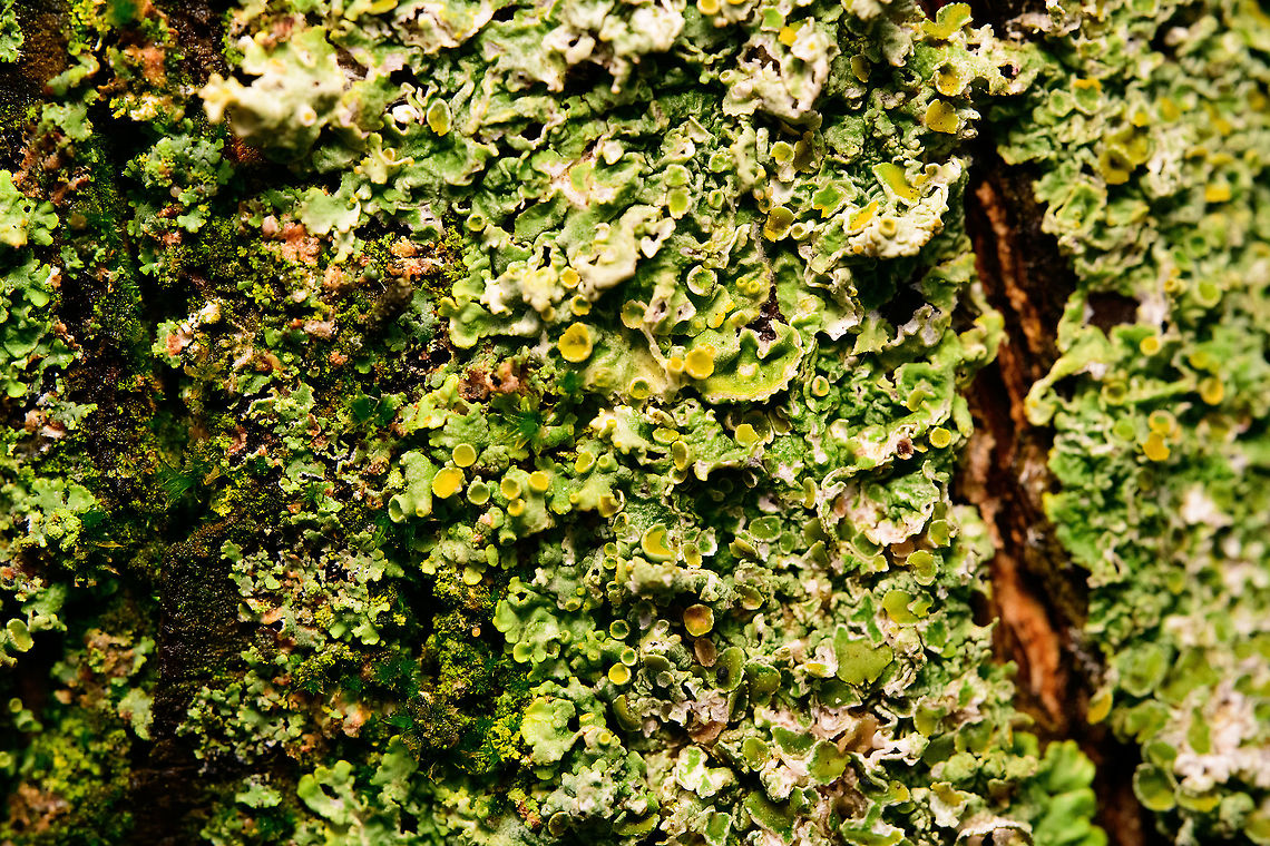 Common orange lichen + springtails, Heesch, Netherlands Just a little test shot of a Xanthoria parietina colony found on a tree in our garden. The scene actually has 2 springtails in it. They are in plain sight, so not obscured, and they share the same color. Comment below which color they are and you win a personalized christmas greeting!<br />
<br />
As for it being a test shot, this is my first tryout with a new lens, the Laowa 100mm f/2.8 2X Ultra-Macro APO. This high ISO shot doesn't really do the lens justice, so I'll share a bit about the idea of this lens...<br />
<br />
It's a 100mm 2:1 macro lens with infinity focus. This means you can focus on infinity (landscape, night sky), up to 2:1 macro, and anything in between. So also a 1:1 macro, or a 0.5:1 macro for larger, more skittish insects. <br />
<br />
Compared to the lens I use for extreme macro stacking (Laowa 2.5:1-5:1), this lens covers the range before it. Besides the difference in magnification, this 2:1 lens has a number of hugely important differences:<br />
<br />
- As said, it can focus at any point. The other lens is in focus at exactly one distance, which is as close as to almost touch the subject. With this lens I can take more distance, and also focus at any point, albeit manually.<br />
<br />
- Due to the extra distance, its easier to illuminate the subject, which is very difficult with the other lens. <br />
<br />
- This lens has aperture coupling. This means the aperture only closes when you take the shot, not when composing. This leads to a much brighter viewfinder, although still relatively so.<br />
<br />
It's built like a tank, all metal. Finally, it is optically an excellent lens, designed for modern high resolution sensors and free of chromatic abberation. It's nicknamed the "CA dreamer" for that reason.<br />
<br />
In this weird year, from a single macro lens that I've used for 7 years, all of a sudden I have 3 macro lenses. Here's how I see the role they play, their purpose:<br />
<br />
Nikon 105mm 1:1. My trusty field lens. Although it is optically somewhat outdated (12 years old), I still love it for its ease of use, it having auto focus. I expect it to continue to be my go-to for "productivity" sessions. With that I mean doing a short hike and trying to photograph as many subjects as you come across, in reasonable quality.<br />
<br />
- Laowa 100mm 2:1. This new lens. An extra lens for in the field, probably for static macro subjects such as lichen, mosses, or insects sitting really still. Except for a few creatures like springtails, consider that 2:1 really is a high magnification that covers most needs. It's not intuitive, but the switch from 1:1 to 2:1 literally opens a new world, whilst from 2:1 to 5:1 is far less dramatic.<br />
<br />
Besides this being a great potential field lens for select subjects, 2:1 is also useful on the automated stack rail. For several subjects it would be enough magnification, in which case this lens is optically superior to the 5:1, whilst providing more distance to illuminate the subject.<br />
<br />
- Laowa 2.5:1 x 5:1. Although it's a tiny lens that would be easy to bring along in the field, I suspect I will mostly keep this one for indoor stacking. I rarely need 5:1 in the field, more importantly it is too painful to use. The working distance is too short, and the lack of aperture coupling means you see next to nothing in the viewfinder exactly at a magnification where you need this the most.<br />
<br />
Anyway, although I normally try to be gear-neutral, this 2:1 lens is incredible, if you can live with manual focus. It is widely regarded to be one of the best, if not the best macro lens available. Relatively speaking, its price is an absolute steal. If you're on an interchangeable lens system, love macro and have the funds, life's too short to not have this lens. Common orange lichen,Xanthoria parietina