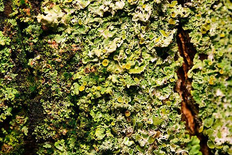 Common orange lichen + springtails, Heesch, Netherlands Just a little test shot of a Xanthoria parietina colony found on a tree in our garden. The scene actually has 2 springtails in it. They are in plain sight, so not obscured, and they share the same color. Comment below which color they are and you win a personalized christmas greeting!

As for it being a test shot, this is my first tryout with a new lens, the Laowa 100mm f/2.8 2X Ultra-Macro APO. This high ISO shot doesn't really do the lens justice, so I'll share a bit about the idea of this lens...

It's a 100mm 2:1 macro lens with infinity focus. This means you can focus on infinity (landscape, night sky), up to 2:1 macro, and anything in between. So also a 1:1 macro, or a 0.5:1 macro for larger, more skittish insects. 

Compared to the lens I use for extreme macro stacking (Laowa 2.5:1-5:1), this lens covers the range before it. Besides the difference in magnification, this 2:1 lens has a number of hugely important differences:

- As said, it can focus at any point. The other lens is in focus at exactly one distance, which is as close as to almost touch the subject. With this lens I can take more distance, and also focus at any point, albeit manually.

- Due to the extra distance, its easier to illuminate the subject, which is very difficult with the other lens. 

- This lens has aperture coupling. This means the aperture only closes when you take the shot, not when composing. This leads to a much brighter viewfinder, although still relatively so.

It's built like a tank, all metal. Finally, it is optically an excellent lens, designed for modern high resolution sensors and free of chromatic abberation. It's nicknamed the "CA dreamer" for that reason.

In this weird year, from a single macro lens that I've used for 7 years, all of a sudden I have 3 macro lenses. Here's how I see the role they play, their purpose:

Nikon 105mm 1:1. My trusty field lens. Although it is optically somewhat outdated (12 years old), I still love it for its ease of use, it having auto focus. I expect it to continue to be my go-to for "productivity" sessions. With that I mean doing a short hike and trying to photograph as many subjects as you come across, in reasonable quality.

- Laowa 100mm 2:1. This new lens. An extra lens for in the field, probably for static macro subjects such as lichen, mosses, or insects sitting really still. Except for a few creatures like springtails, consider that 2:1 really is a high magnification that covers most needs. It's not intuitive, but the switch from 1:1 to 2:1 literally opens a new world, whilst from 2:1 to 5:1 is far less dramatic.

Besides this being a great potential field lens for select subjects, 2:1 is also useful on the automated stack rail. For several subjects it would be enough magnification, in which case this lens is optically superior to the 5:1, whilst providing more distance to illuminate the subject.

- Laowa 2.5:1 x 5:1. Although it's a tiny lens that would be easy to bring along in the field, I suspect I will mostly keep this one for indoor stacking. I rarely need 5:1 in the field, more importantly it is too painful to use. The working distance is too short, and the lack of aperture coupling means you see next to nothing in the viewfinder exactly at a magnification where you need this the most.

Anyway, although I normally try to be gear-neutral, this 2:1 lens is incredible, if you can live with manual focus. It is widely regarded to be one of the best, if not the best macro lens available. Relatively speaking, its price is an absolute steal. If you're on an interchangeable lens system, love macro and have the funds, life's too short to not have this lens. Common orange lichen,Xanthoria parietina