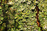 Common orange lichen + springtails, Heesch, Netherlands Just a little test shot of a Xanthoria parietina colony found on a tree in our garden. The scene actually has 2 springtails in it. They are in plain sight, so not obscured, and they share the same color. Comment below which color they are and you win a personalized christmas greeting!<br />
<br />
As for it being a test shot, this is my first tryout with a new lens, the Laowa 100mm f/2.8 2X Ultra-Macro APO. This high ISO shot doesn't really do the lens justice, so I'll share a bit about the idea of this lens...<br />
<br />
It's a 100mm 2:1 macro lens with infinity focus. This means you can focus on infinity (landscape, night sky), up to 2:1 macro, and anything in between. So also a 1:1 macro, or a 0.5:1 macro for larger, more skittish insects. <br />
<br />
Compared to the lens I use for extreme macro stacking (Laowa 2.5:1-5:1), this lens covers the range before it. Besides the difference in magnification, this 2:1 lens has a number of hugely important differences:<br />
<br />
- As said, it can focus at any point. The other lens is in focus at exactly one distance, which is as close as to almost touch the subject. With this lens I can take more distance, and also focus at any point, albeit manually.<br />
<br />
- Due to the extra distance, its easier to illuminate the subject, which is very difficult with the other lens. <br />
<br />
- This lens has aperture coupling. This means the aperture only closes when you take the shot, not when composing. This leads to a much brighter viewfinder, although still relatively so.<br />
<br />
It's built like a tank, all metal. Finally, it is optically an excellent lens, designed for modern high resolution sensors and free of chromatic abberation. It's nicknamed the "CA dreamer" for that reason.<br />
<br />
In this weird year, from a single macro lens that I've used for 7 years, all of a sudden I have 3 macro lenses. Here's how I see the role they play, their purpose:<br />
<br />
Nikon 105mm 1:1. My trusty field lens. Although it is optically somewhat outdated (12 years old), I still love it for its ease of use, it having auto focus. I expect it to continue to be my go-to for "productivity" sessions. With that I mean doing a short hike and trying to photograph as many subjects as you come across, in reasonable quality.<br />
<br />
- Laowa 100mm 2:1. This new lens. An extra lens for in the field, probably for static macro subjects such as lichen, mosses, or insects sitting really still. Except for a few creatures like springtails, consider that 2:1 really is a high magnification that covers most needs. It's not intuitive, but the switch from 1:1 to 2:1 literally opens a new world, whilst from 2:1 to 5:1 is far less dramatic.<br />
<br />
Besides this being a great potential field lens for select subjects, 2:1 is also useful on the automated stack rail. For several subjects it would be enough magnification, in which case this lens is optically superior to the 5:1, whilst providing more distance to illuminate the subject.<br />
<br />
- Laowa 2.5:1 x 5:1. Although it's a tiny lens that would be easy to bring along in the field, I suspect I will mostly keep this one for indoor stacking. I rarely need 5:1 in the field, more importantly it is too painful to use. The working distance is too short, and the lack of aperture coupling means you see next to nothing in the viewfinder exactly at a magnification where you need this the most.<br />
<br />
Anyway, although I normally try to be gear-neutral, this 2:1 lens is incredible, if you can live with manual focus. It is widely regarded to be one of the best, if not the best macro lens available. Relatively speaking, its price is an absolute steal. If you're on an interchangeable lens system, love macro and have the funds, life's too short to not have this lens. Common orange lichen,Xanthoria parietina