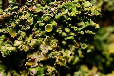 Xanthoria parietina, closeup Slightly higher magnification of this:
https://www.jungledragon.com/image/105989/common_orange_lichen_springtails_heesch_netherlands.html Common orange lichen,Xanthoria parietina