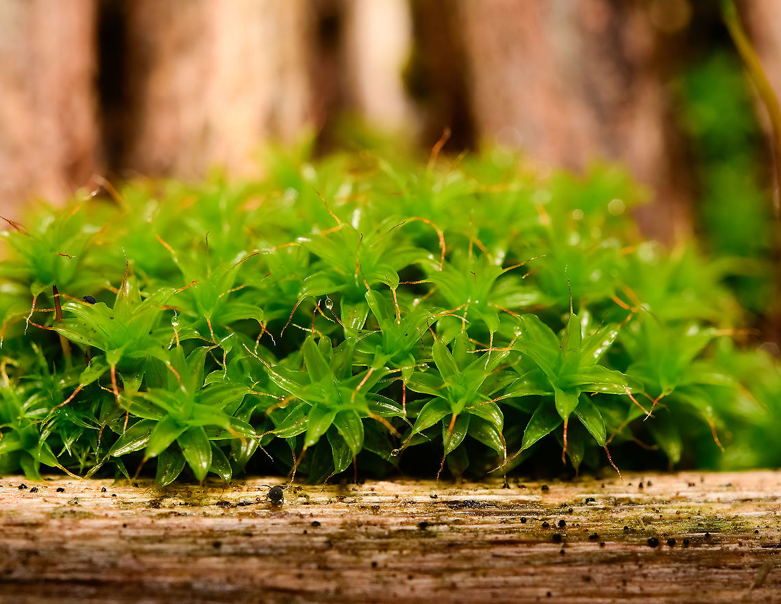 Syntrichia ruralis + springtails, Heesch, Netherlands This scene too has 2 &quot;hidden&quot; springtails in it. I swear, I wasn&#039;t even trying. <br />
<br />
ID tentative. The dutch name &quot;Little dune star&quot; led me to believe this can&#039;t be the species, as it&#039;s described to grow on sand/dunes. I live nowhere near that, and this cluster is even growing on dead wood (our bird feeder). Still I keep coming back to this species ID, so hope it is correct. Example of a reference:<br />
<a href="https://waarneming.nl/photos/32494917/" rel="nofollow">https://waarneming.nl/photos/32494917/</a><br />
<br />
Most interesting part are the long &quot;glass hairs&quot;, which are typically white yet there are examples of more orange ones (unless those are misidentified). The purpose of these hairs is to reflect sunlight, protecting the moss from drying out. Hardly needed currently, we haven&#039;t had a dry day in 6 weeks. Tortula ruralis,Twisted moss