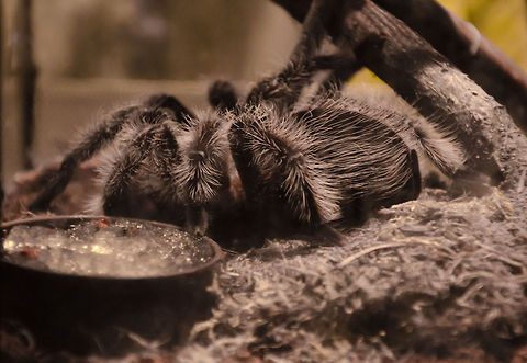 Curlyhair tarantula at Aquatopia Captured in Antwerp last weekend. Sorry for the poor shot. I had some back problems, there was little light, and flash was not allowed. 

Trivia: the poison of this tarantula consumes the insides of its victim, making them liquid after which it can be sucked dry, leaving an empty shell of a body. Antwerpen,Aquatopia,Brachypelma albopilosum