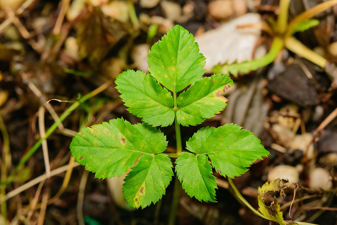 Aegopodium podagraria, Heesch, Netherlands I was merely testing a new lens in the garden, with subjects being scarce in this winter state. Had not expected this to be a new species. Even better, to accidentally photograph one of its main keys. In dutch, it's named "Seven leaf". Aegopodium podagraria,Laowa,aegopodium podagraria