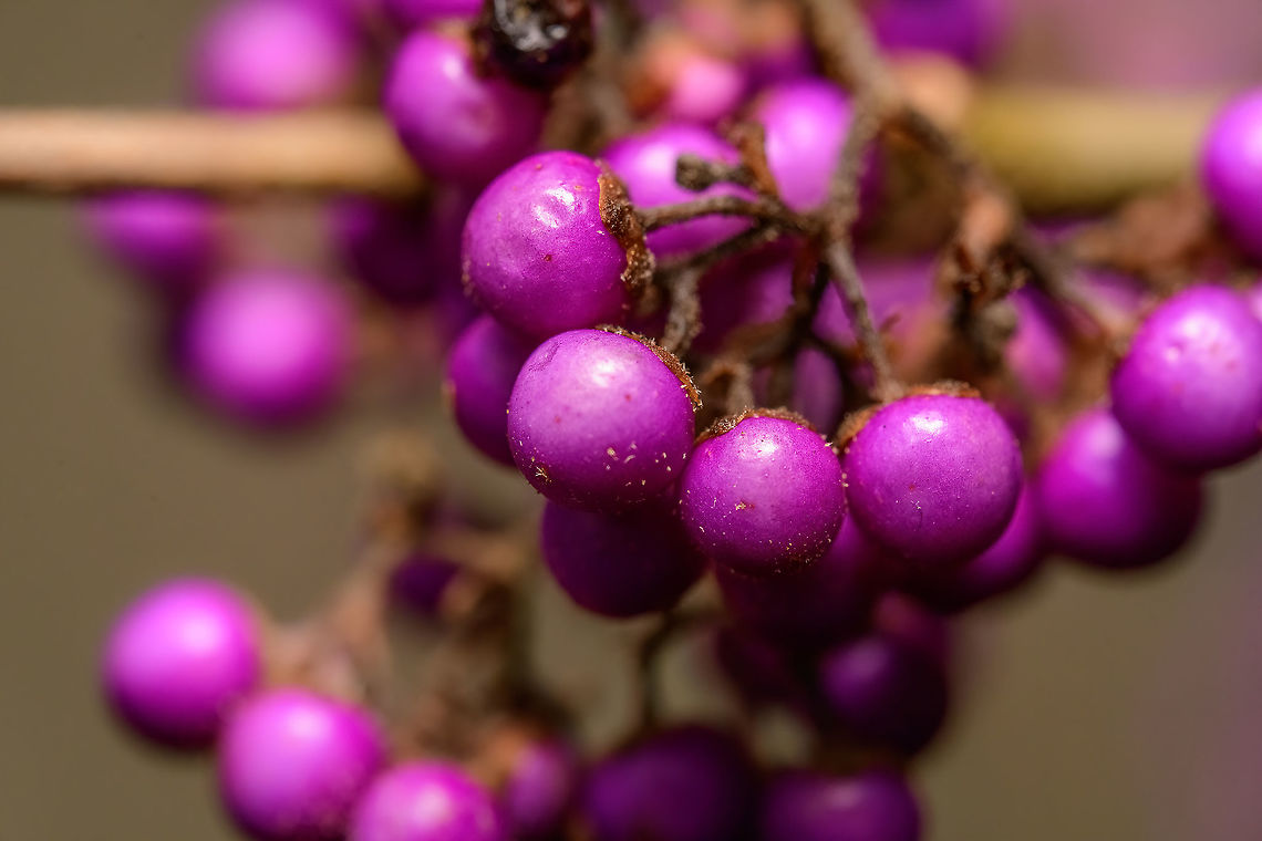 Callicarpa americana berries closeup, Heesch, Netherlands Cultivated, in our garden. Described as the berries ripening from September to October, but still going strong in December, probably due to a mild winter. We regularly see Common Blackbirds feeding on it. American Beautyberry,Callicarpa americana,Laowa