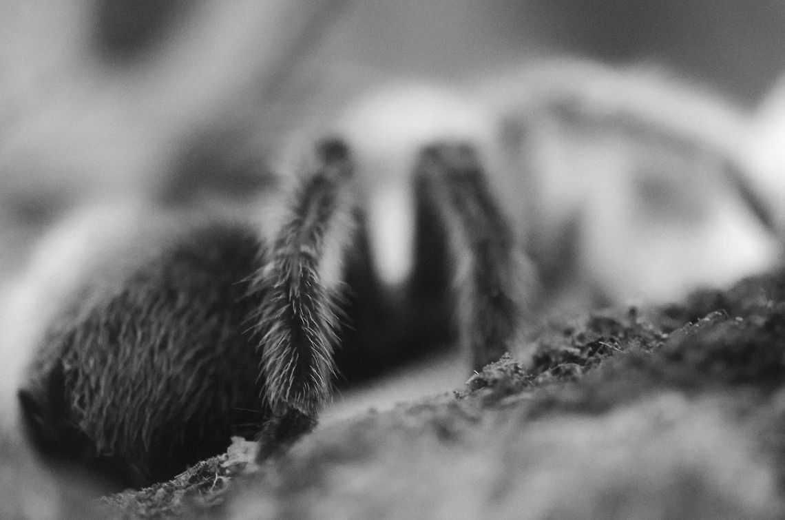 Aphonopelma seemanni at Aquatopia  Antwerpen,Aphonopelma seemanni,Aquatopia,Costa Rican Zebra Tarantula