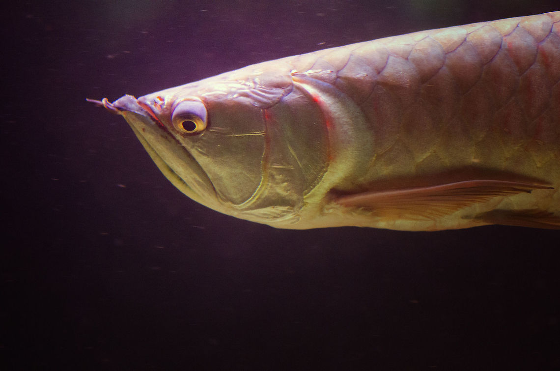 Silver arowana at Aquatopia It&#039;s so freaking hard to photograph a moving fish that I celebrate every semi-focused shot. This is a Silver arowana, a very active and long fish with a striking expression. Antwerpen,Aquatopia,Osteoglossum bicirrhosum