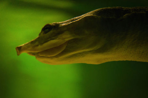 Florida softshell turtle at Aquatopia Quite an entertaining turtle to see, despite the shot being quite poor. Antwerpen,Apalone ferox,Aquatopia,florida softshell turtle