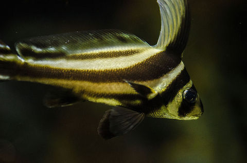 Striped and crested small fish at Aquatopia Still trying to identify this one, no luck so far :( Antwerpen,Aquatopia,Equetus punctatus,Spotted Drum